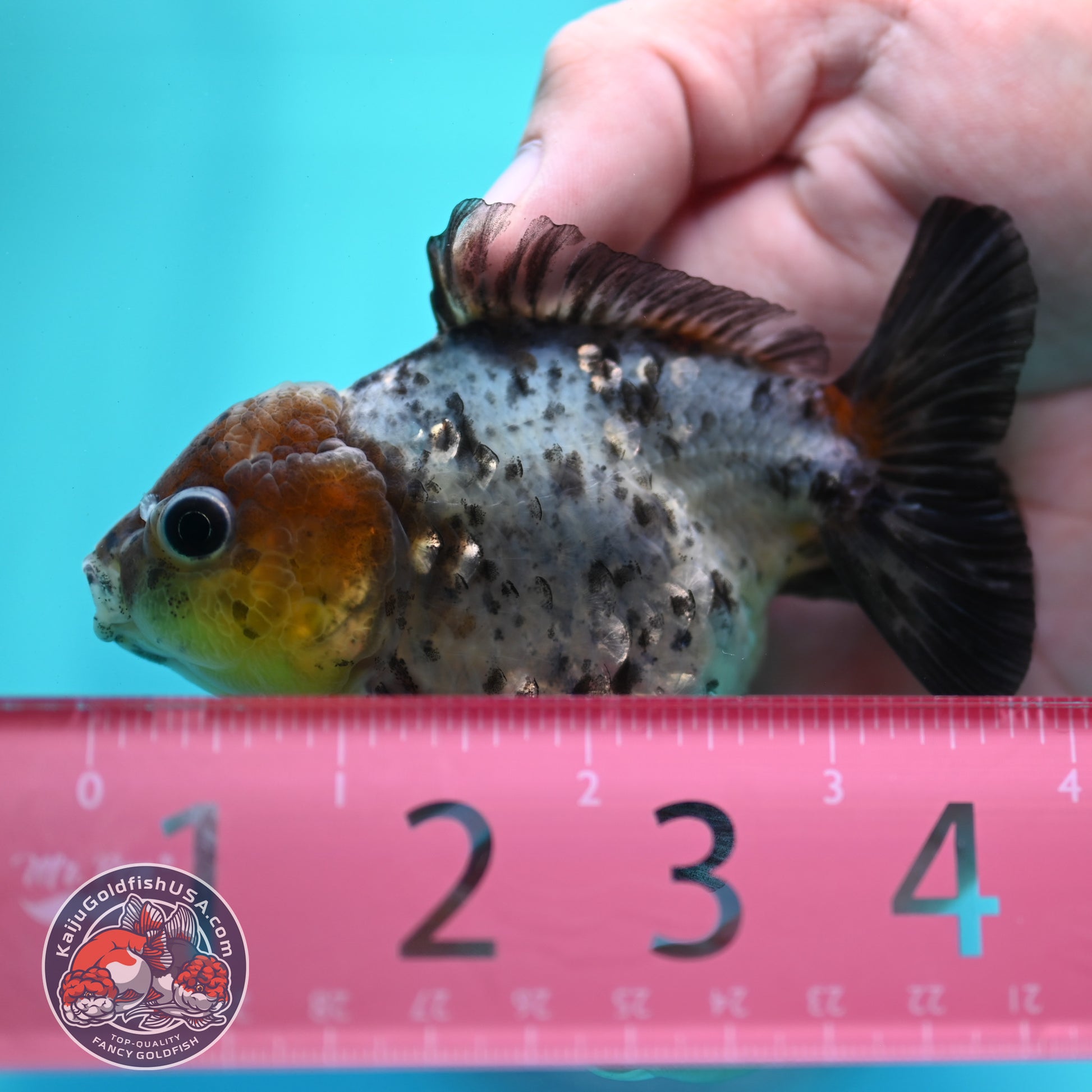 Blue Based Tiger Oranda 3 inch Body (260424_OR12)