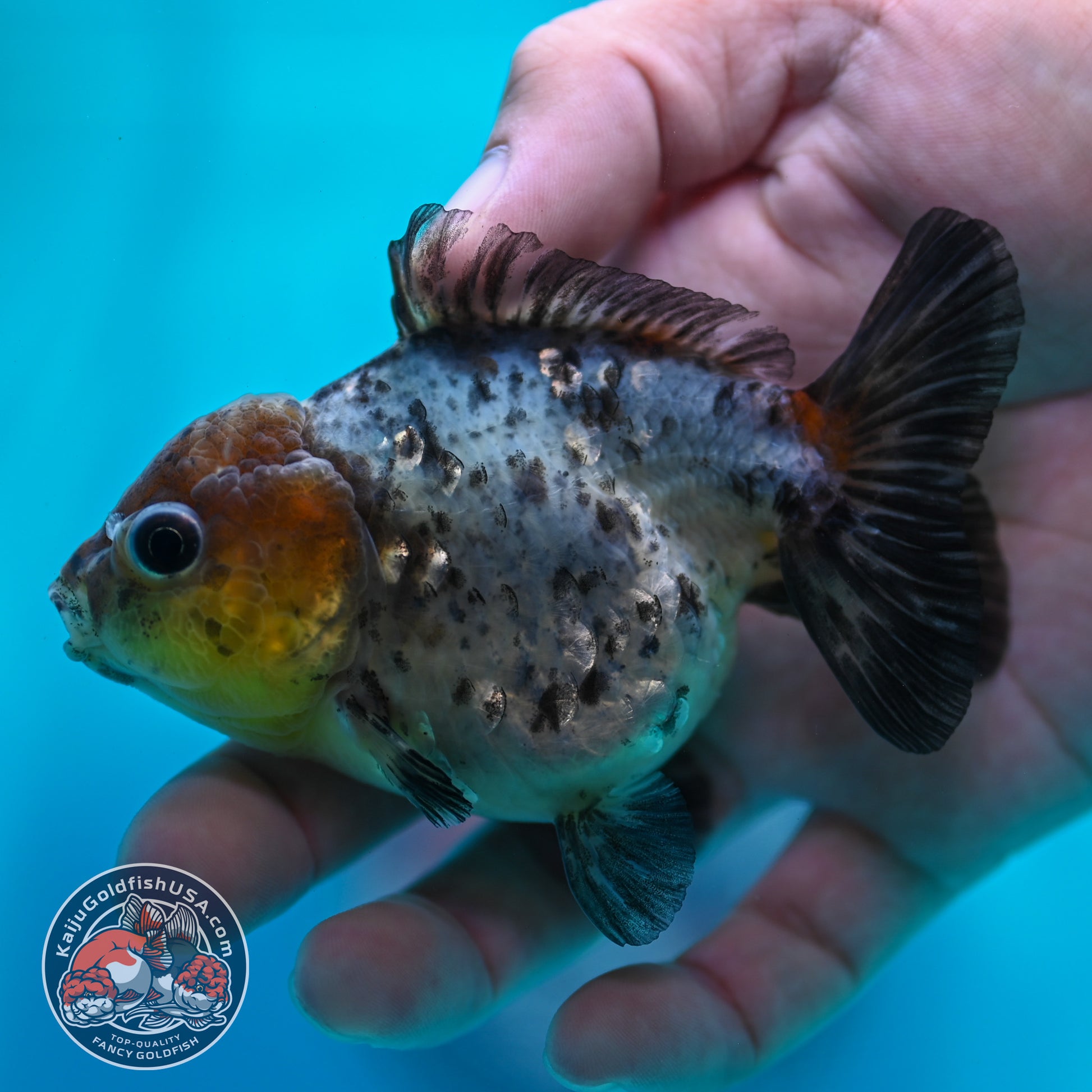 Blue Based Tiger Oranda 3 inch Body (260424_OR12)