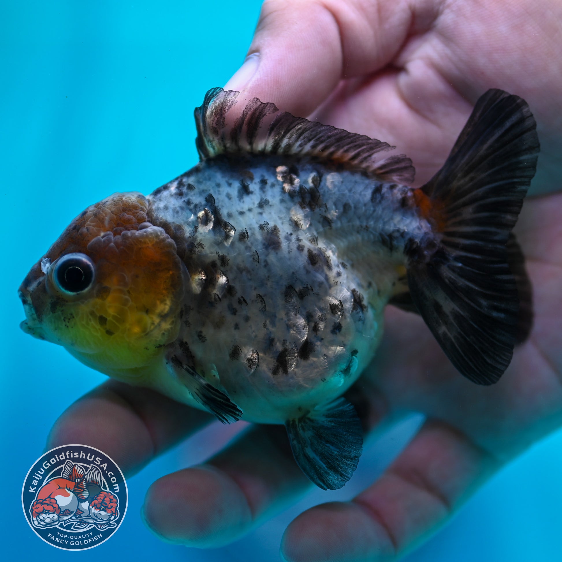 Blue Based Tiger Oranda 3 inch Body (260424_OR12)
