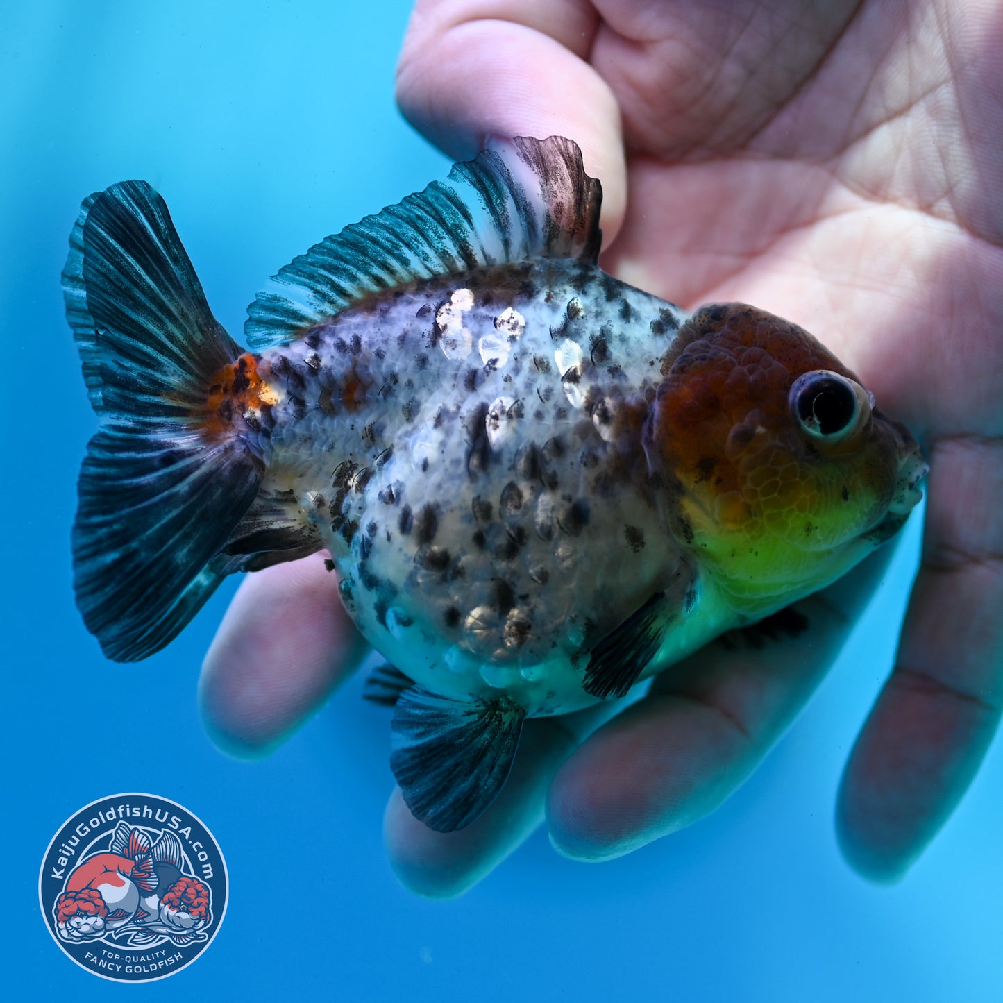 Blue Based Tiger Oranda 3 inch Body (260424_OR12)
