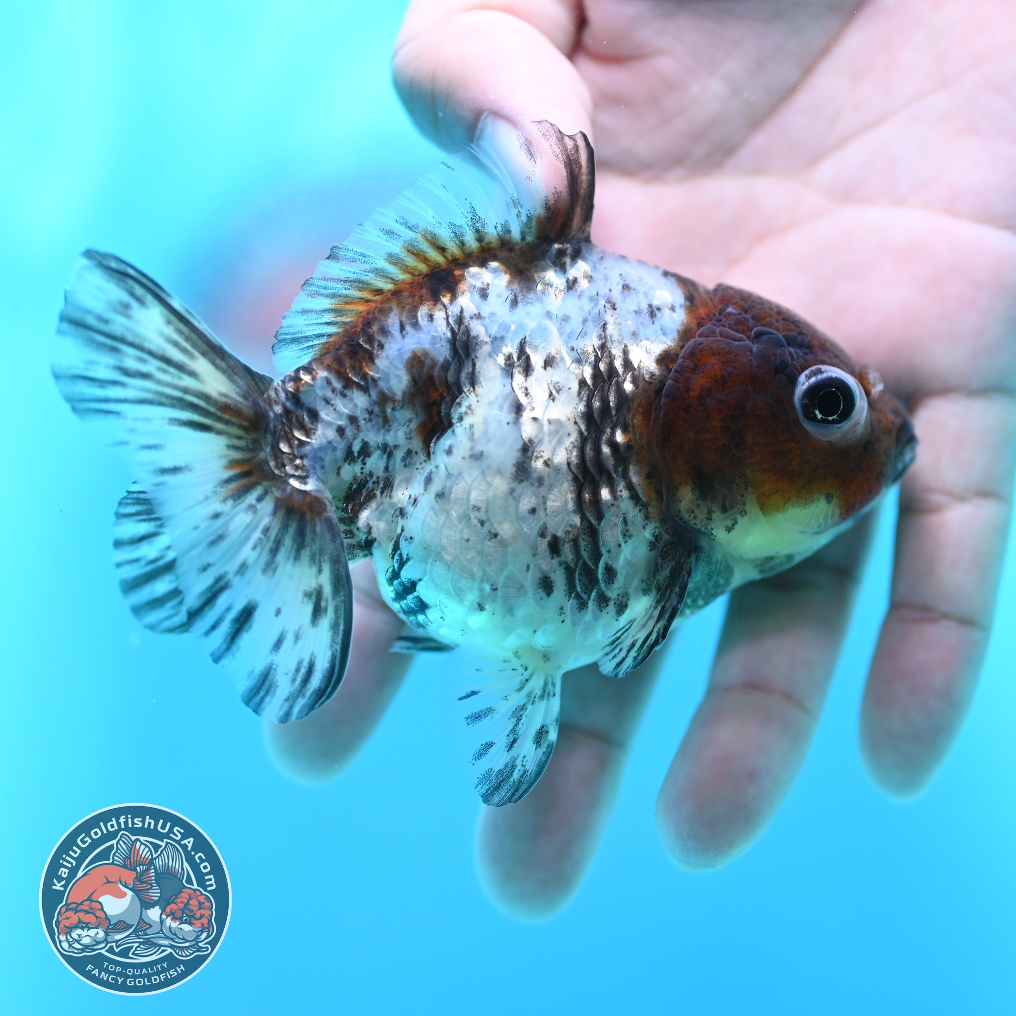 Blue Based Tiger Oranda 3 inch Body (260424_OR14) – Kaiju Goldfish USA