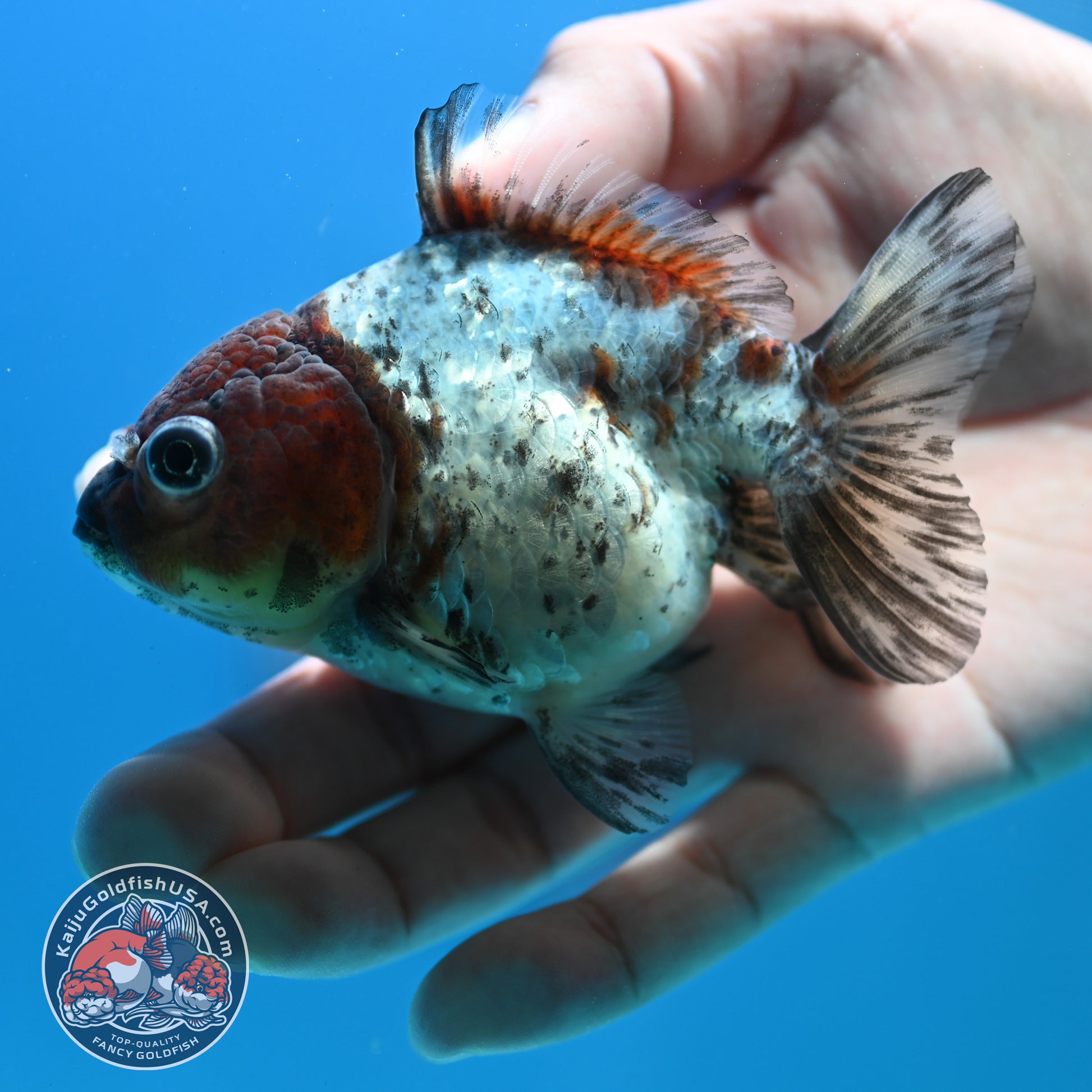 Blue Based Tiger Oranda 3 inch Body (260424_OR14)