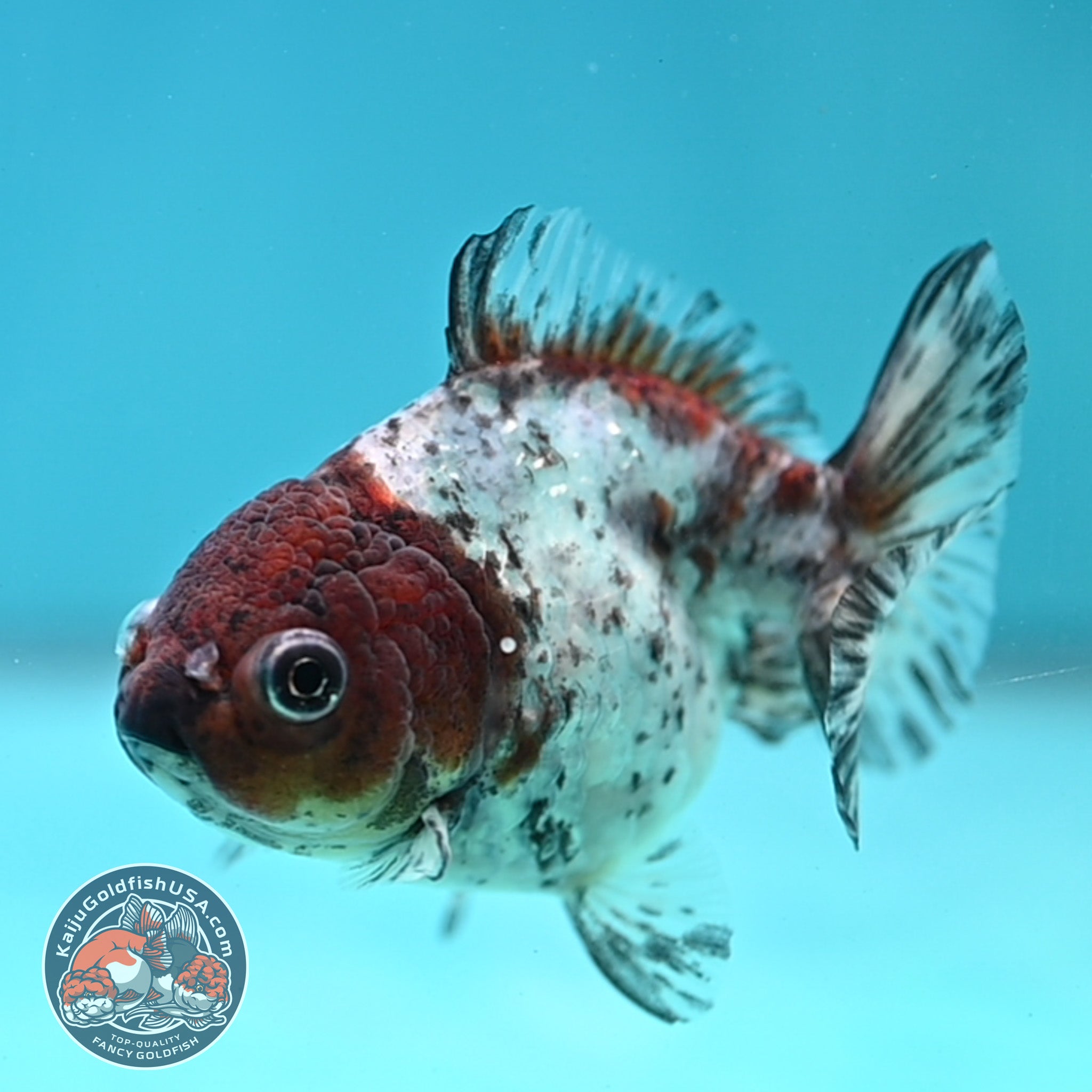 Blue Based Tiger Oranda 3 inch Body (260424_OR14) – Kaiju Goldfish USA