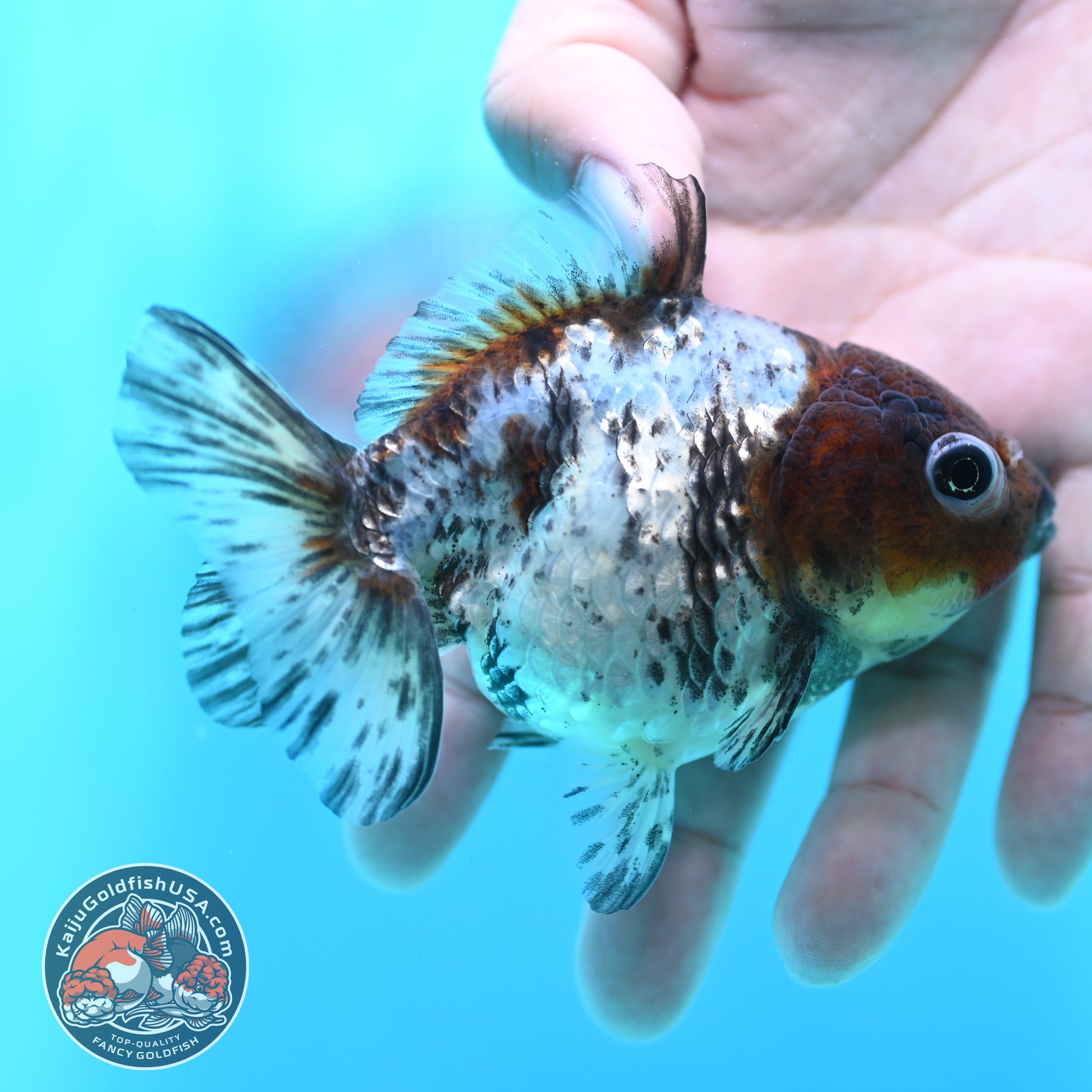 Blue Based Tiger Oranda 3 inch Body (260424_OR14)