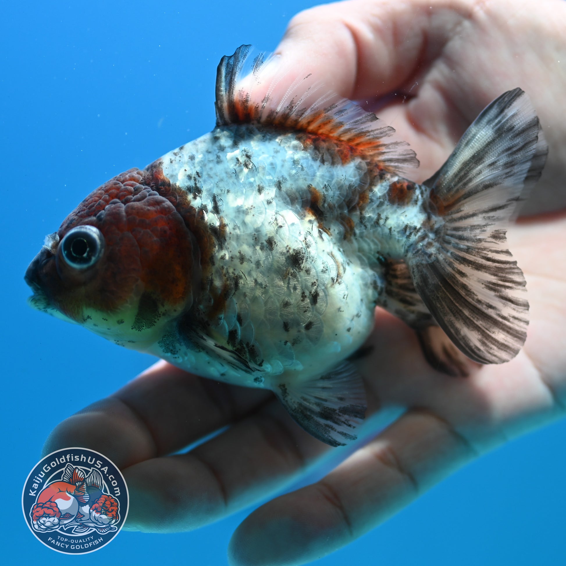 Blue Based Tiger Oranda 3 inch Body (260424_OR14)