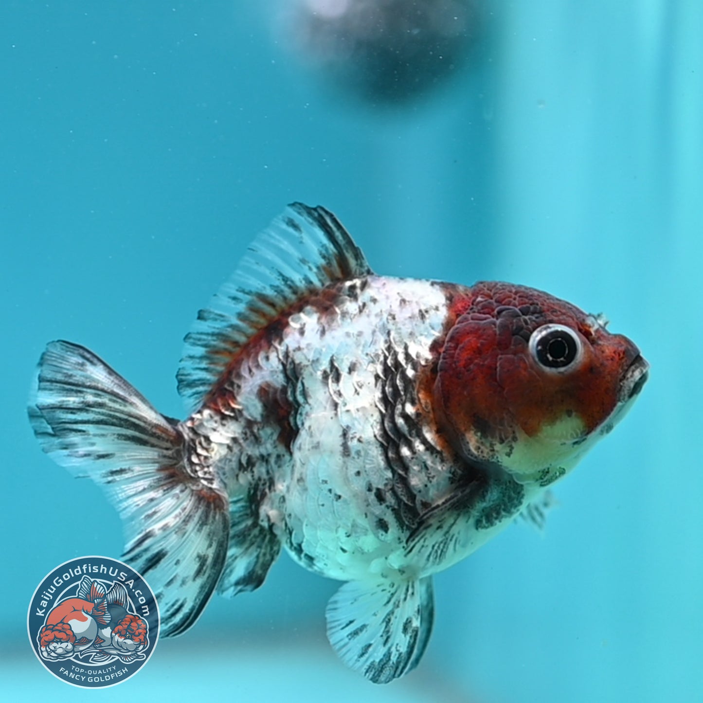 Blue Based Tiger Oranda 3 inch Body (260424_OR14)