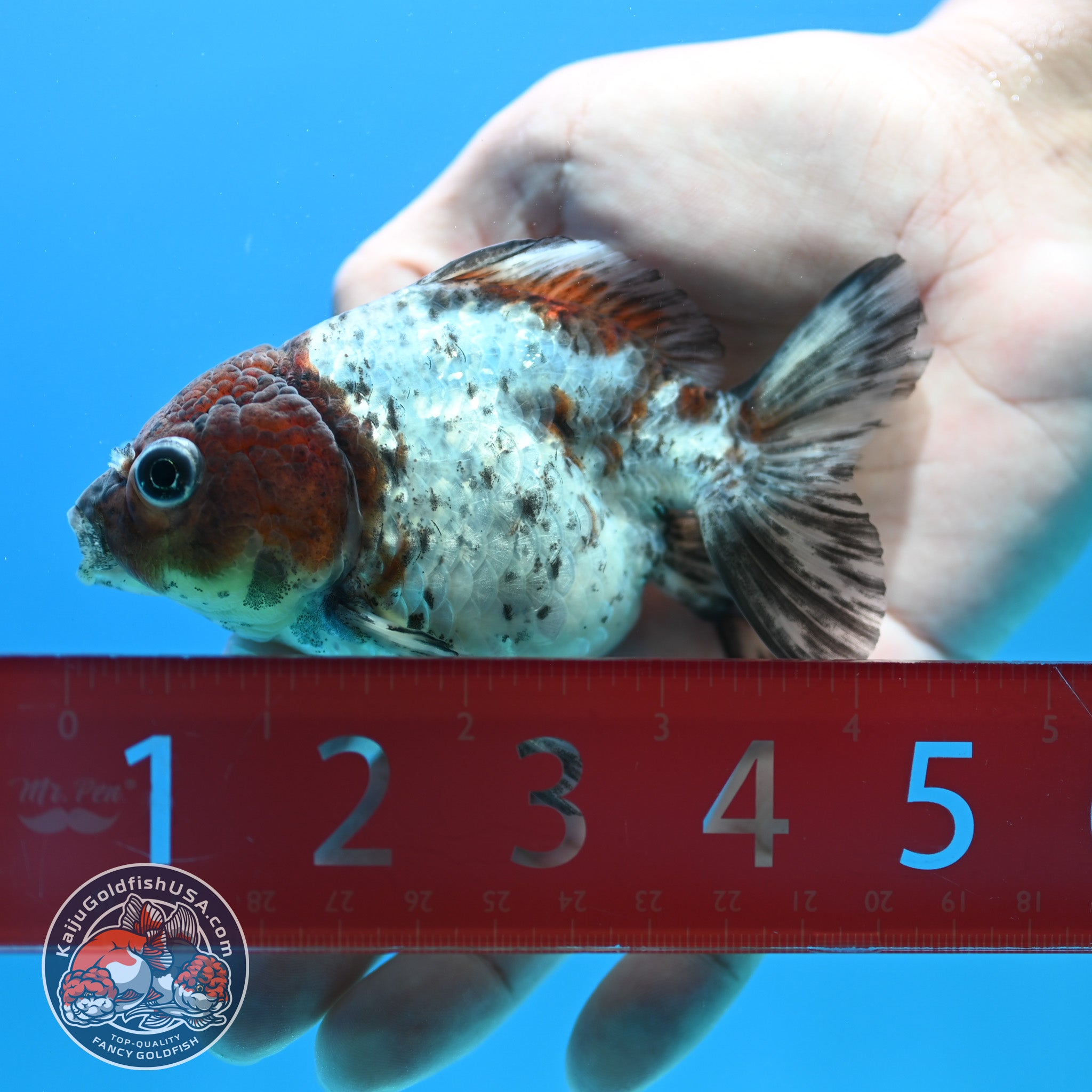 Blue Based Tiger Oranda 3 inch Body (260424_OR14) – Kaiju Goldfish USA