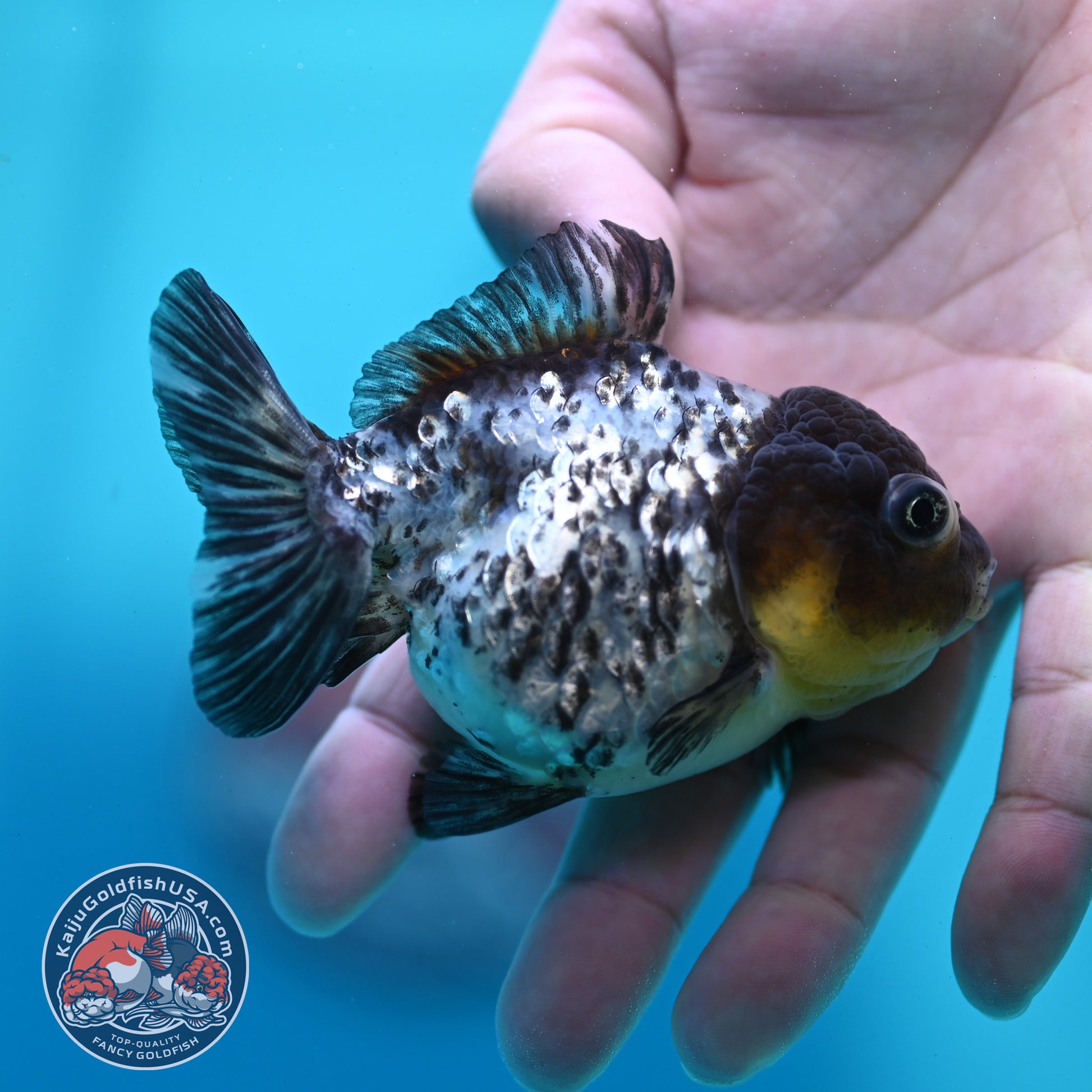 Blue Based Tiger Oranda 3 inch Body (260424_OR18)