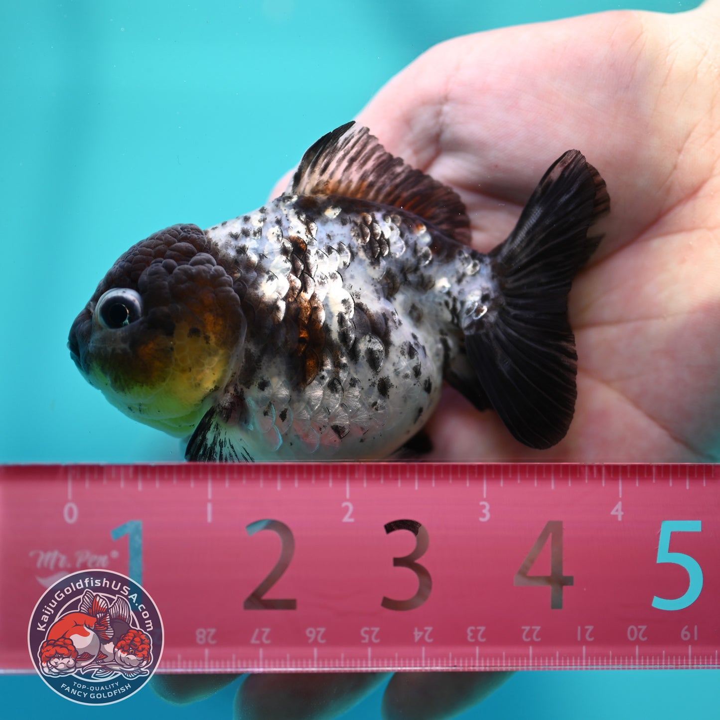 Blue Based Tiger Oranda 3 inch Body (260424_OR18)