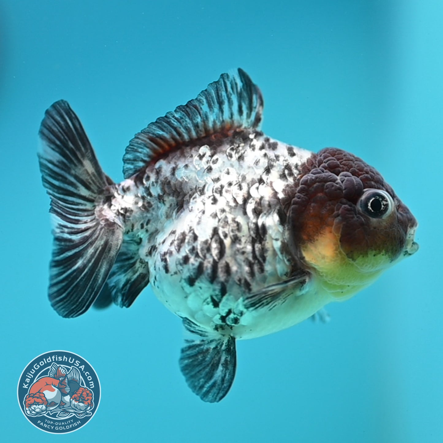 Blue Based Tiger Oranda 3 inch Body (260424_OR18)