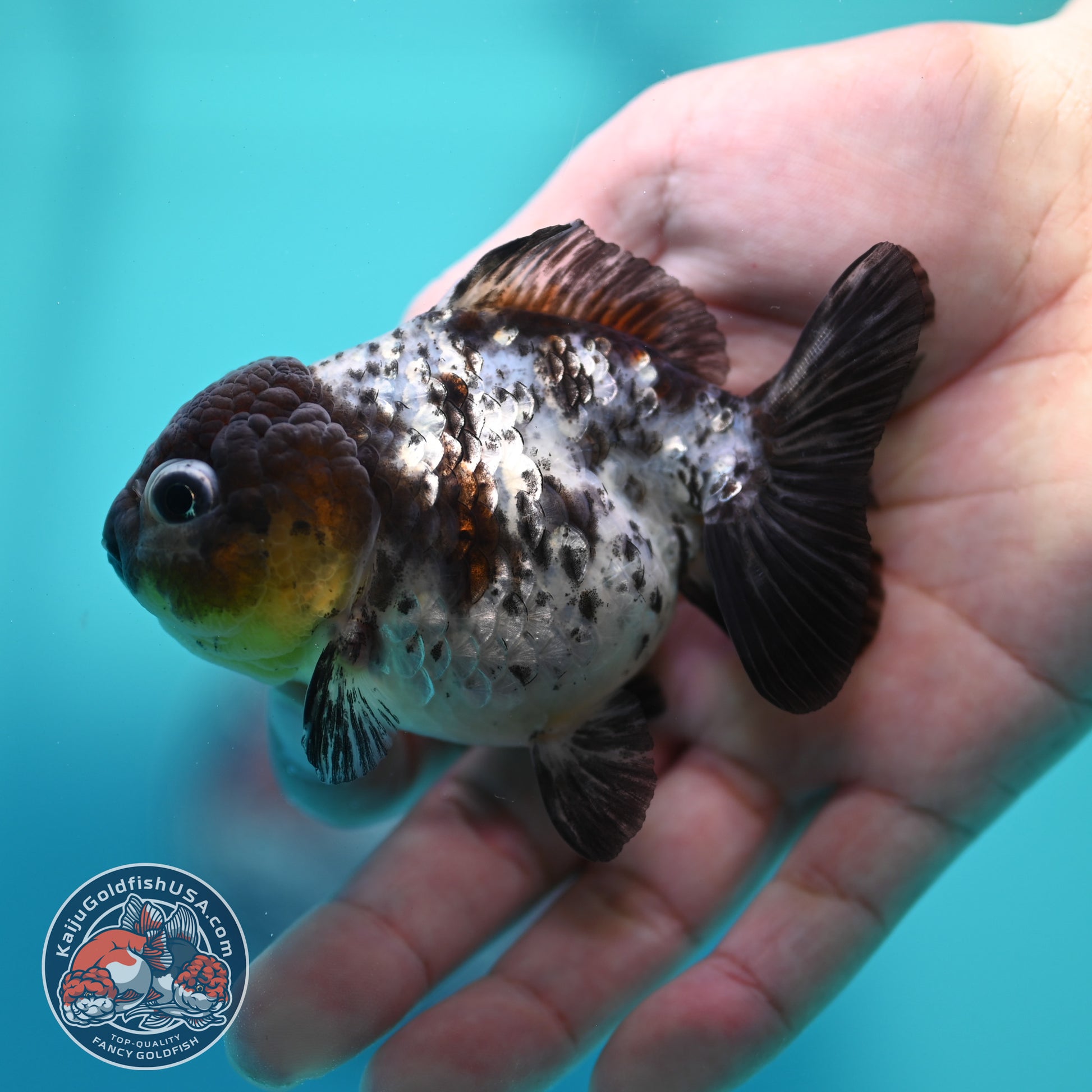 Blue Based Tiger Oranda 3 inch Body (260424_OR18)