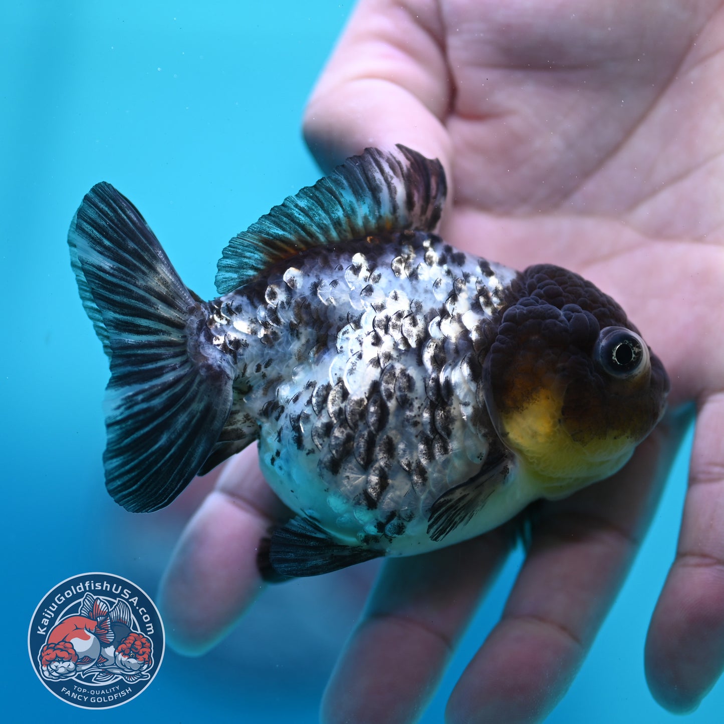Blue Based Tiger Oranda 3 inch Body (260424_OR18)