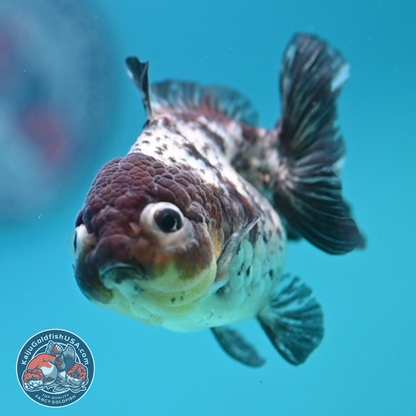 Blue Based Tiger Oranda 3 inch Body (260424_OR18)