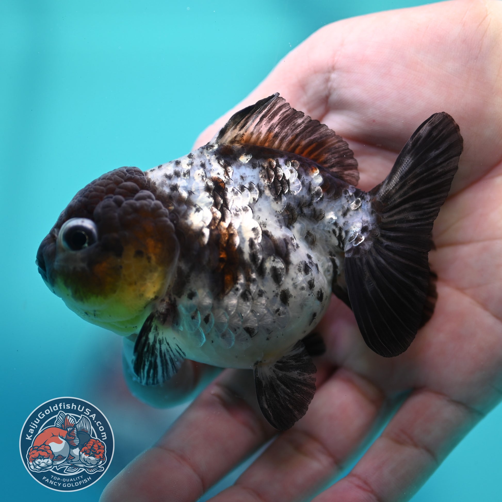 Blue Based Tiger Oranda 3 inch Body (260424_OR18)