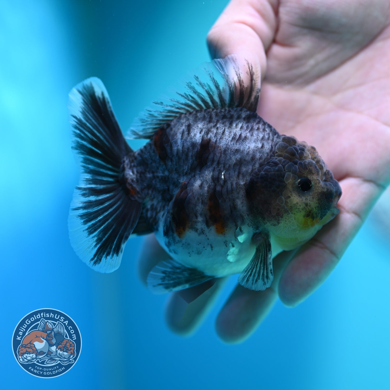 Blue Based Tiger Oranda 3.5 inch Body (260612_OR06)