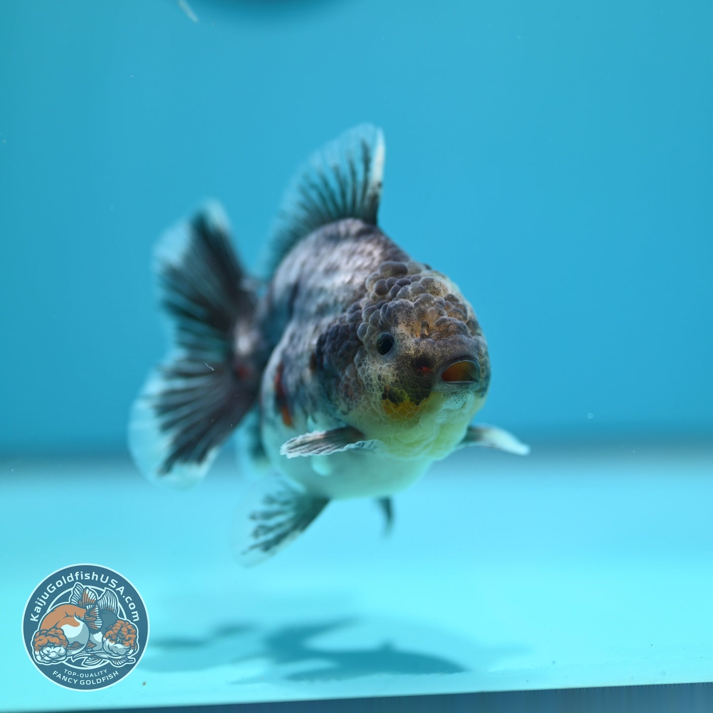 Blue Based Tiger Oranda 3.5 inch Body (260612_OR06)