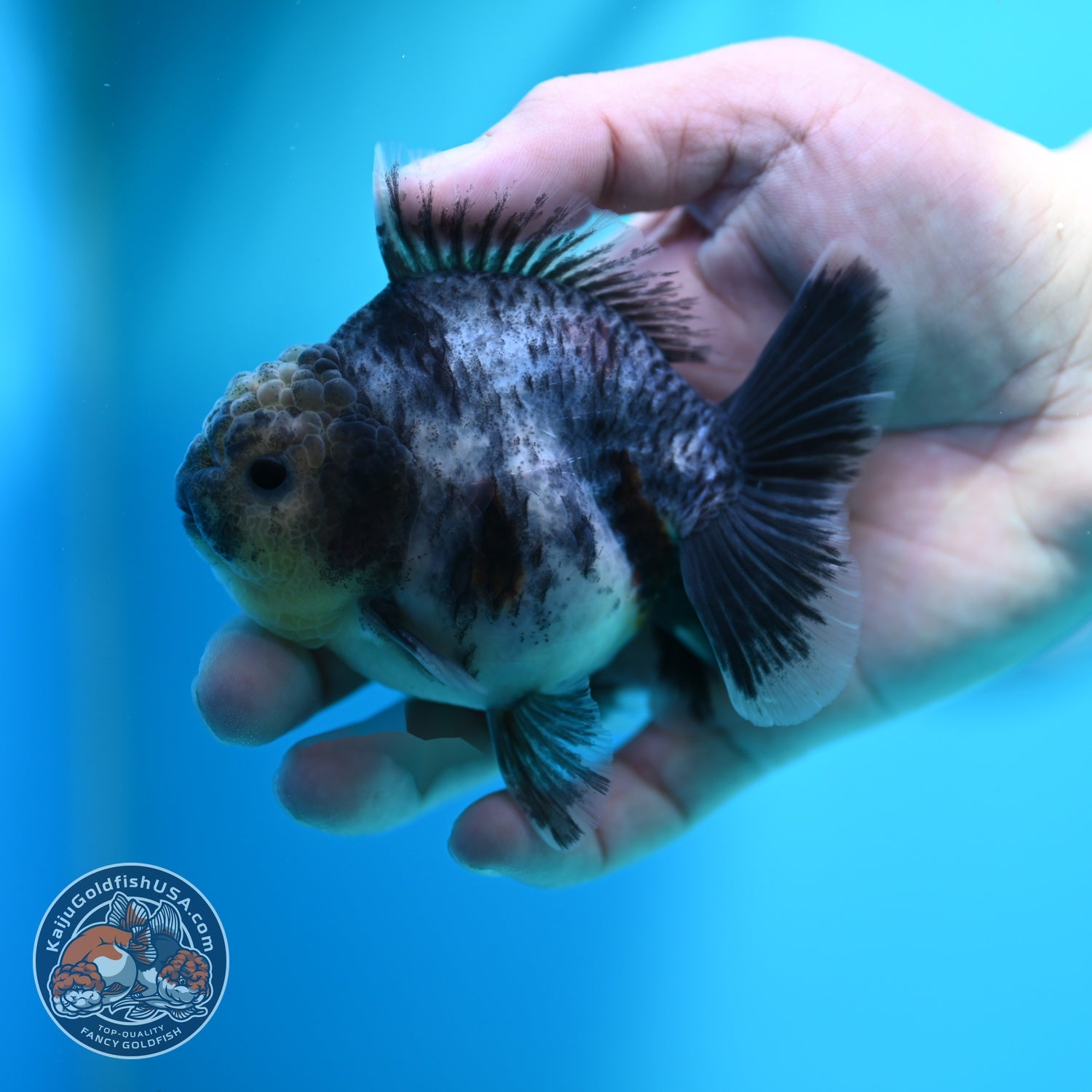 Blue Based Tiger Oranda 3.5 inch Body (260612_OR06)