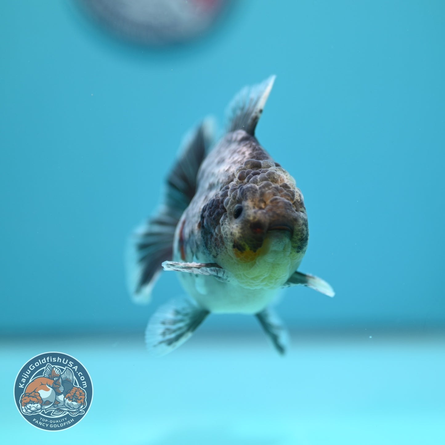 Blue Based Tiger Oranda 3.5 inch Body (260612_OR06)