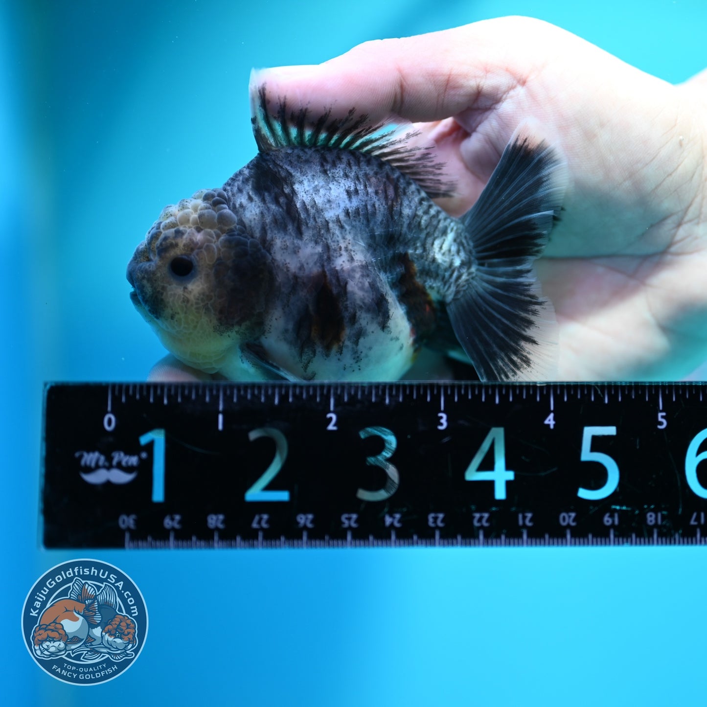 Blue Based Tiger Oranda 3.5 inch Body (260612_OR06)