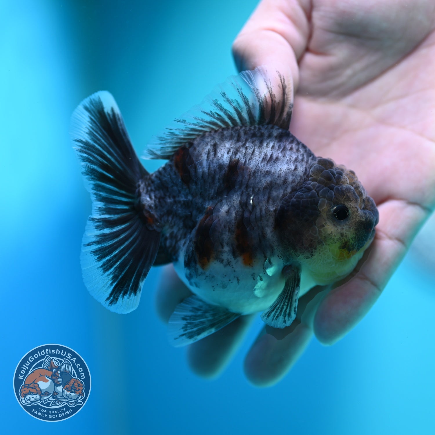 Blue Based Tiger Oranda 3.5 inch Body (260612_OR06)