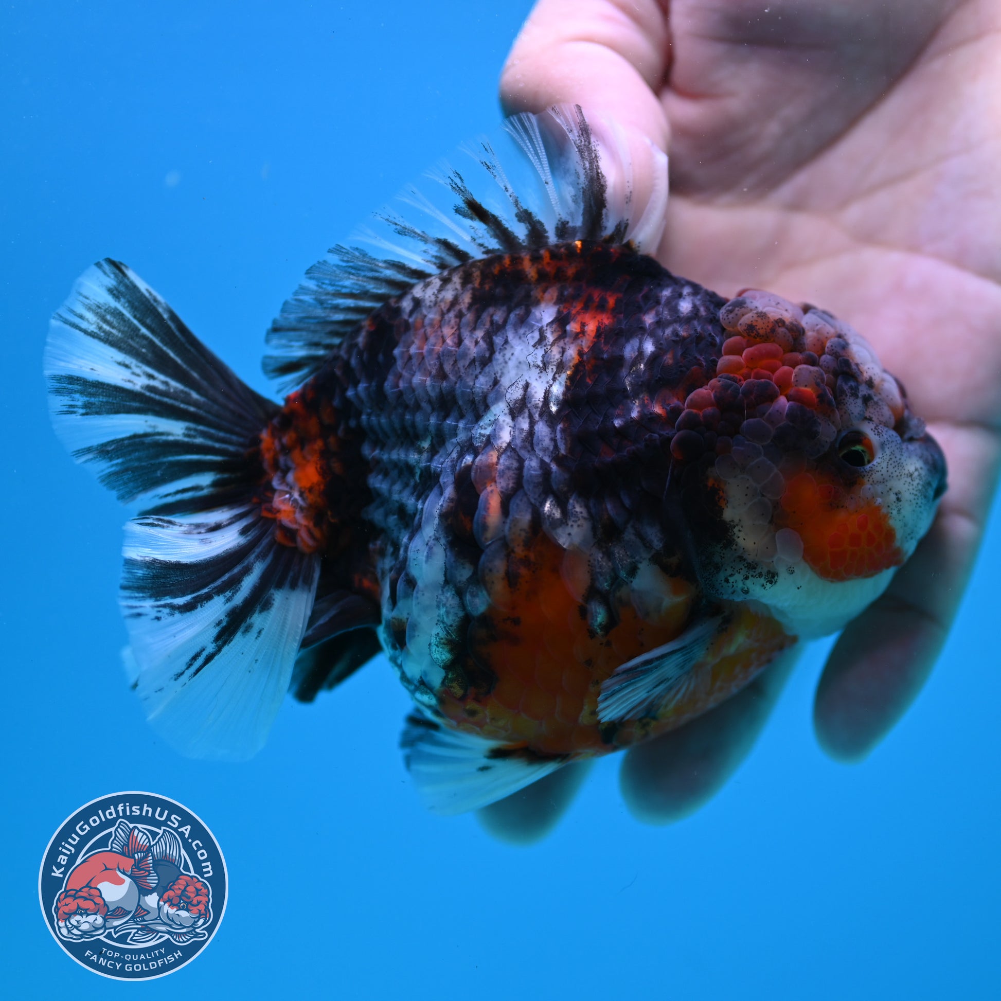 Blue Based Tiger Oranda 4 inch Body (260417_OR03)