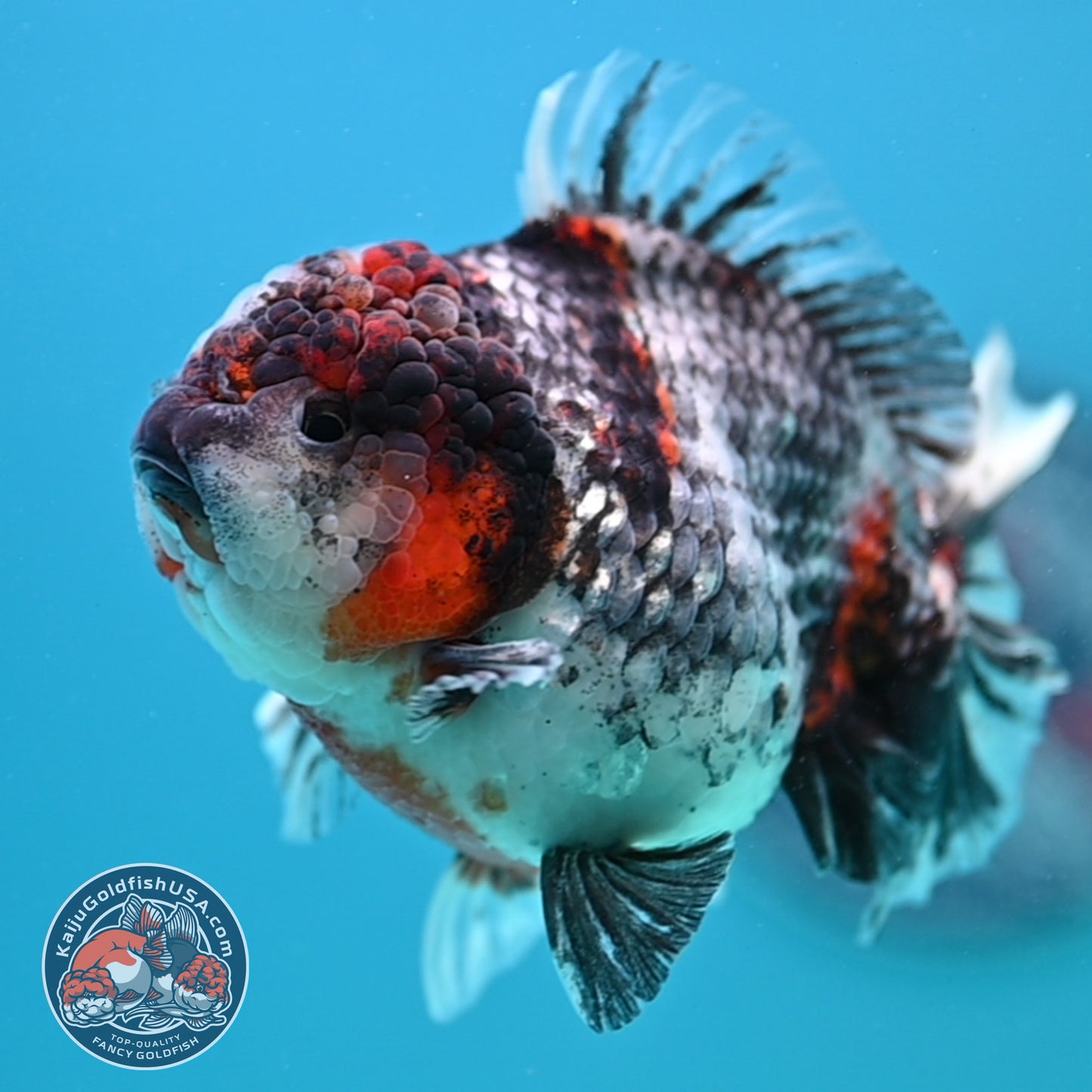 Blue Based Tiger Oranda 4 inch Body (260417_OR03)