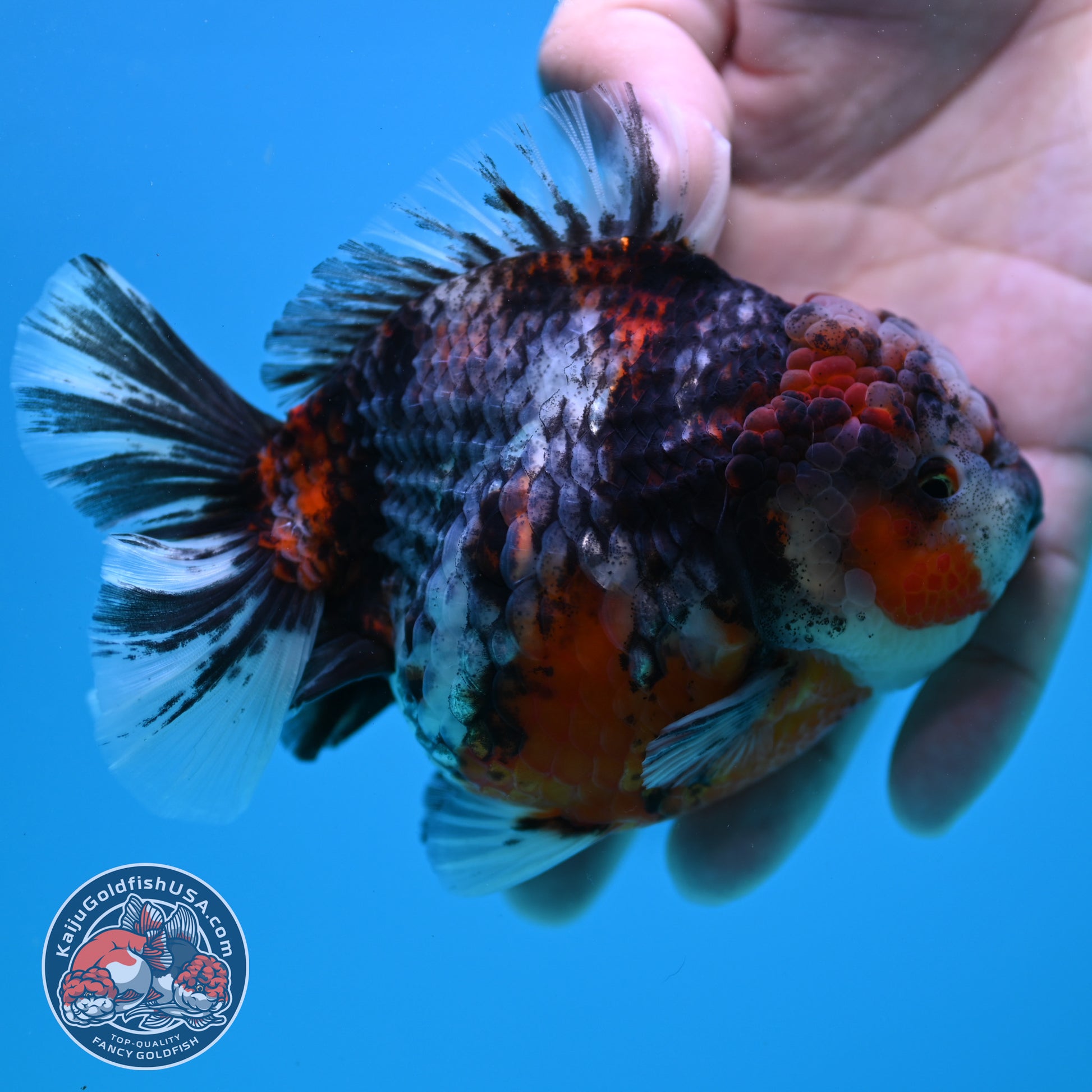 Blue Based Tiger Oranda 4 inch Body (260417_OR03)