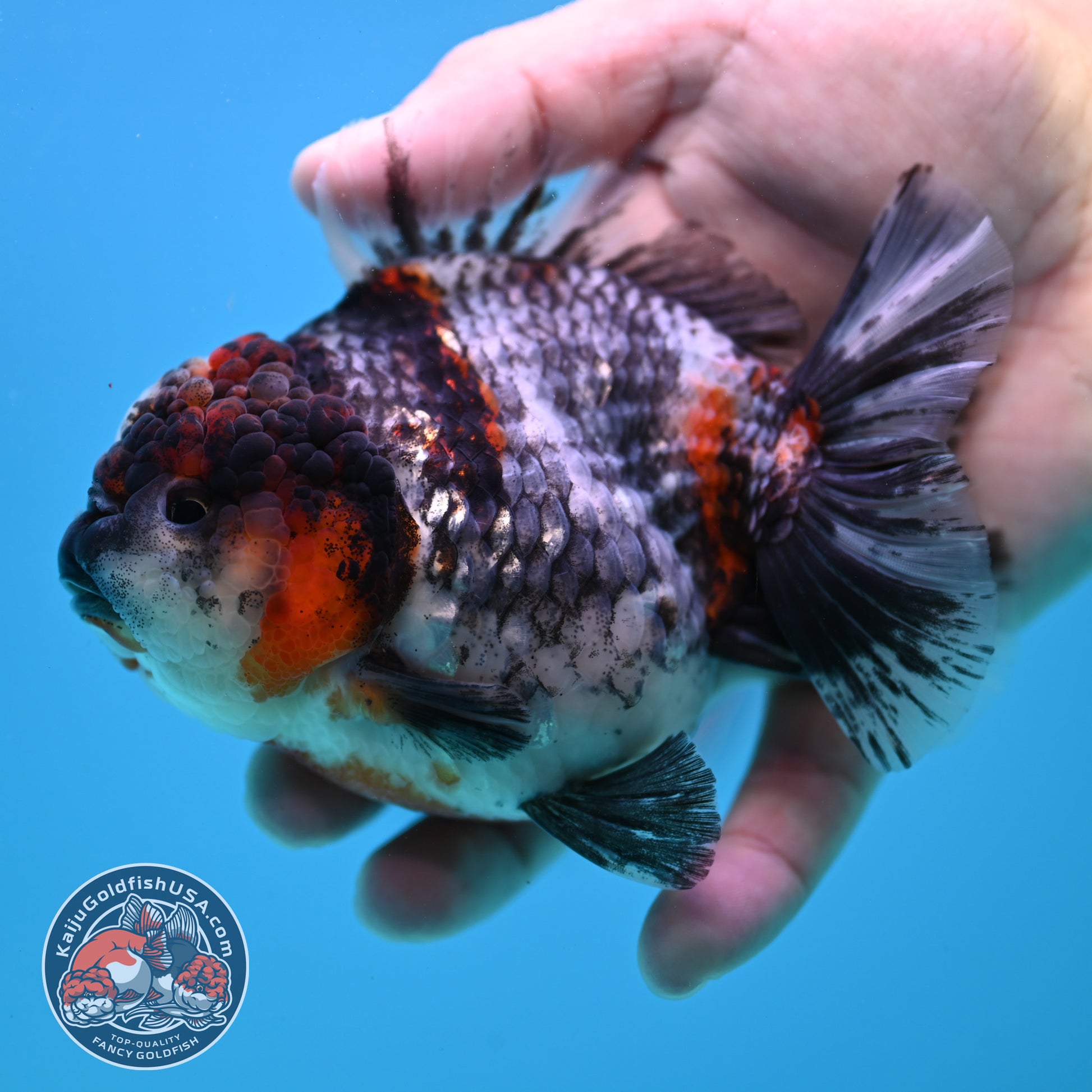 Blue Based Tiger Oranda 4 inch Body (260417_OR03)