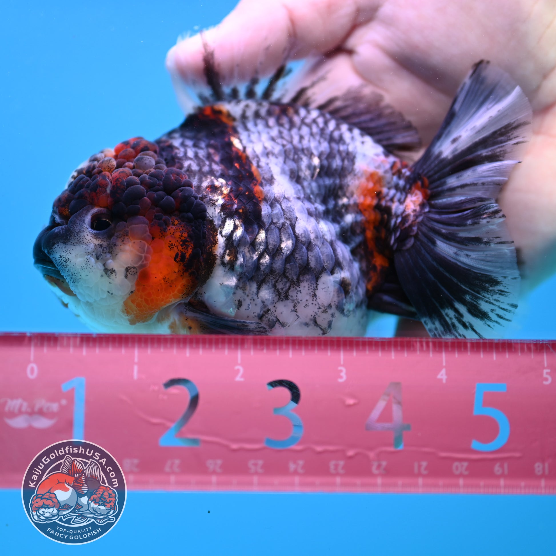 Blue Based Tiger Oranda 4 inch Body (260417_OR03)