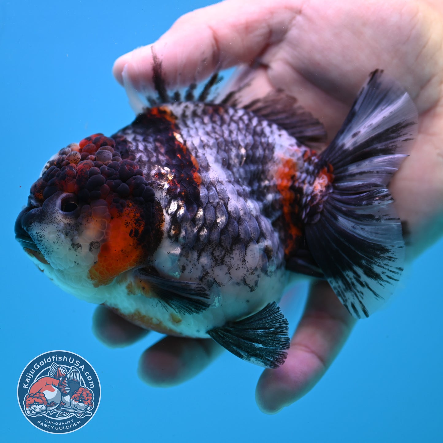 Blue Based Tiger Oranda 4 inch Body (260417_OR03)