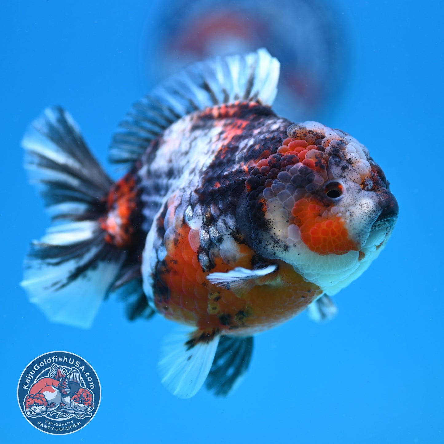 Blue Based Tiger Oranda 4 inch Body (260417_OR03)