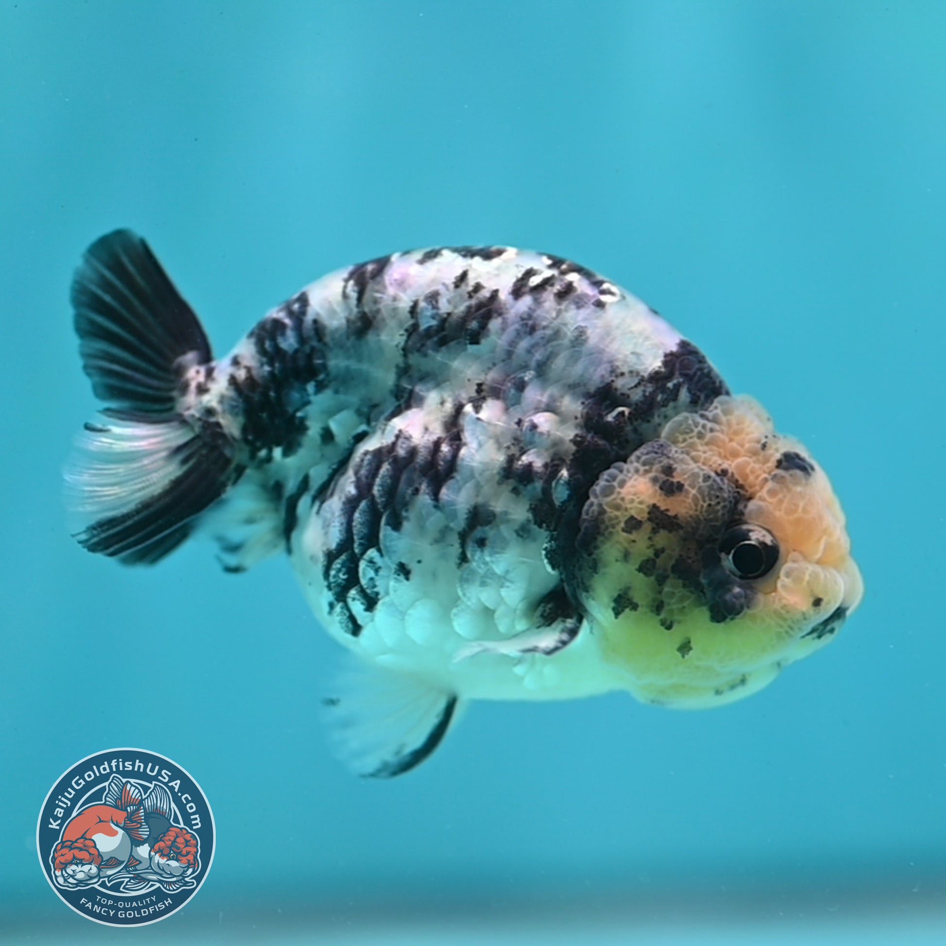 Blue Based Tiger Ranchu 3 inch Body (260508_RC04)