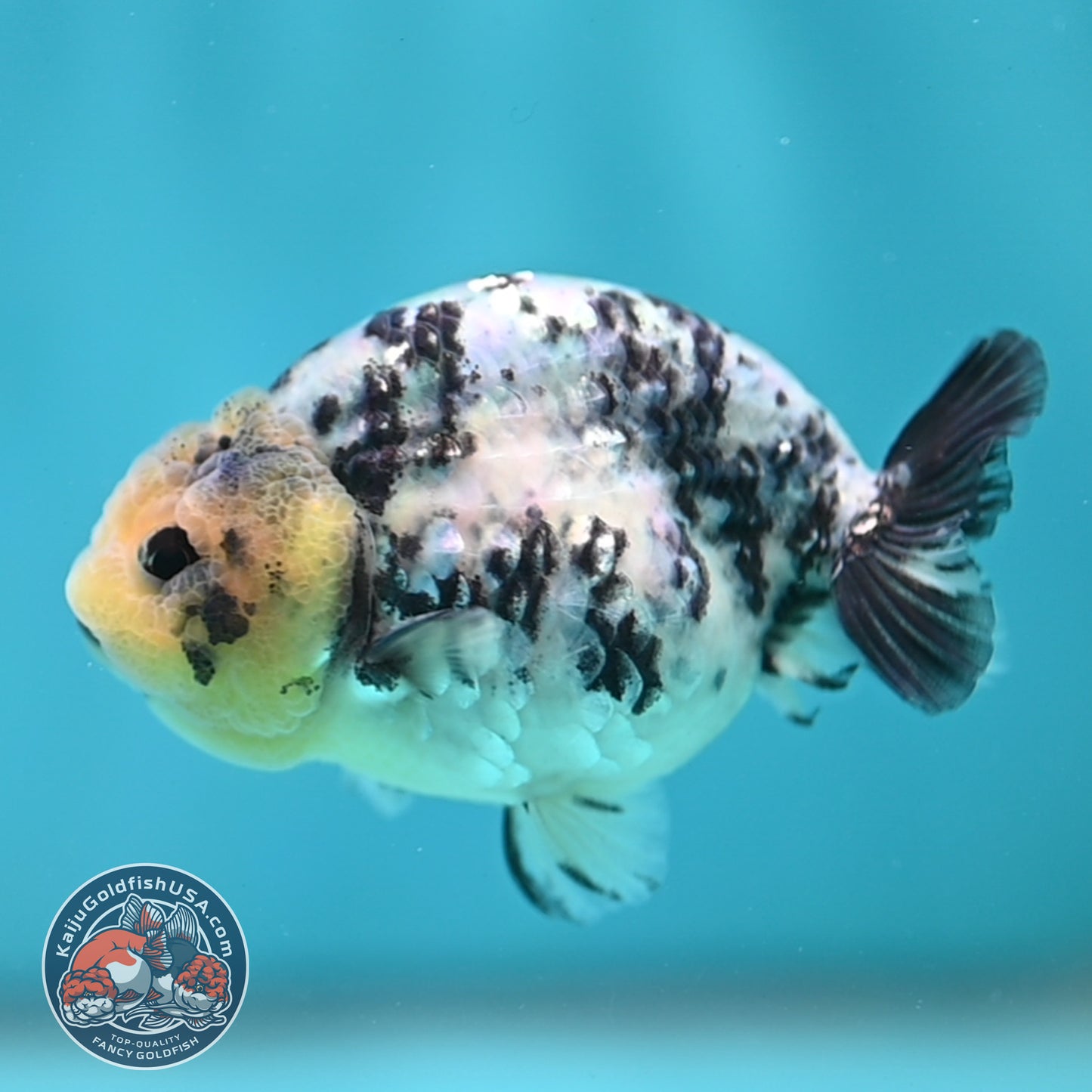 Blue Based Tiger Ranchu 3 inch Body (260508_RC04)