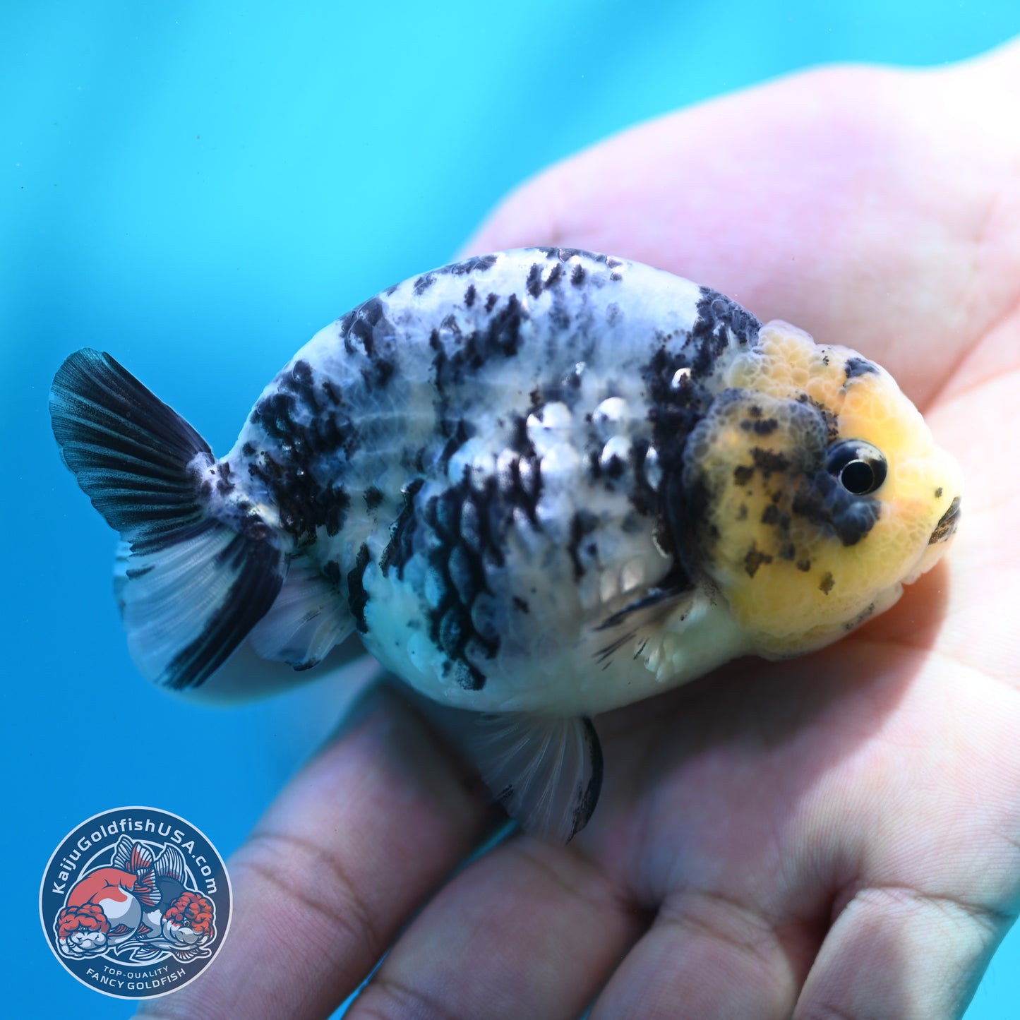 Blue Based Tiger Ranchu 3 inch Body (260508_RC04)