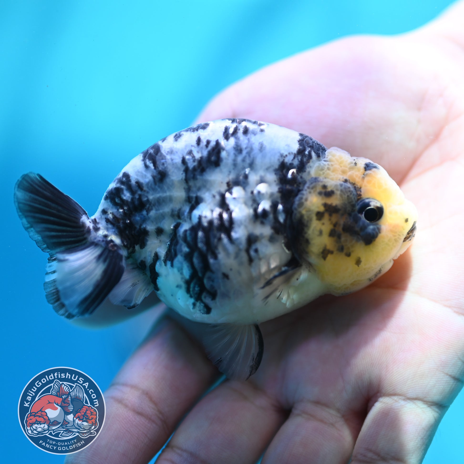 Blue Based Tiger Ranchu 3 inch Body (260508_RC04)