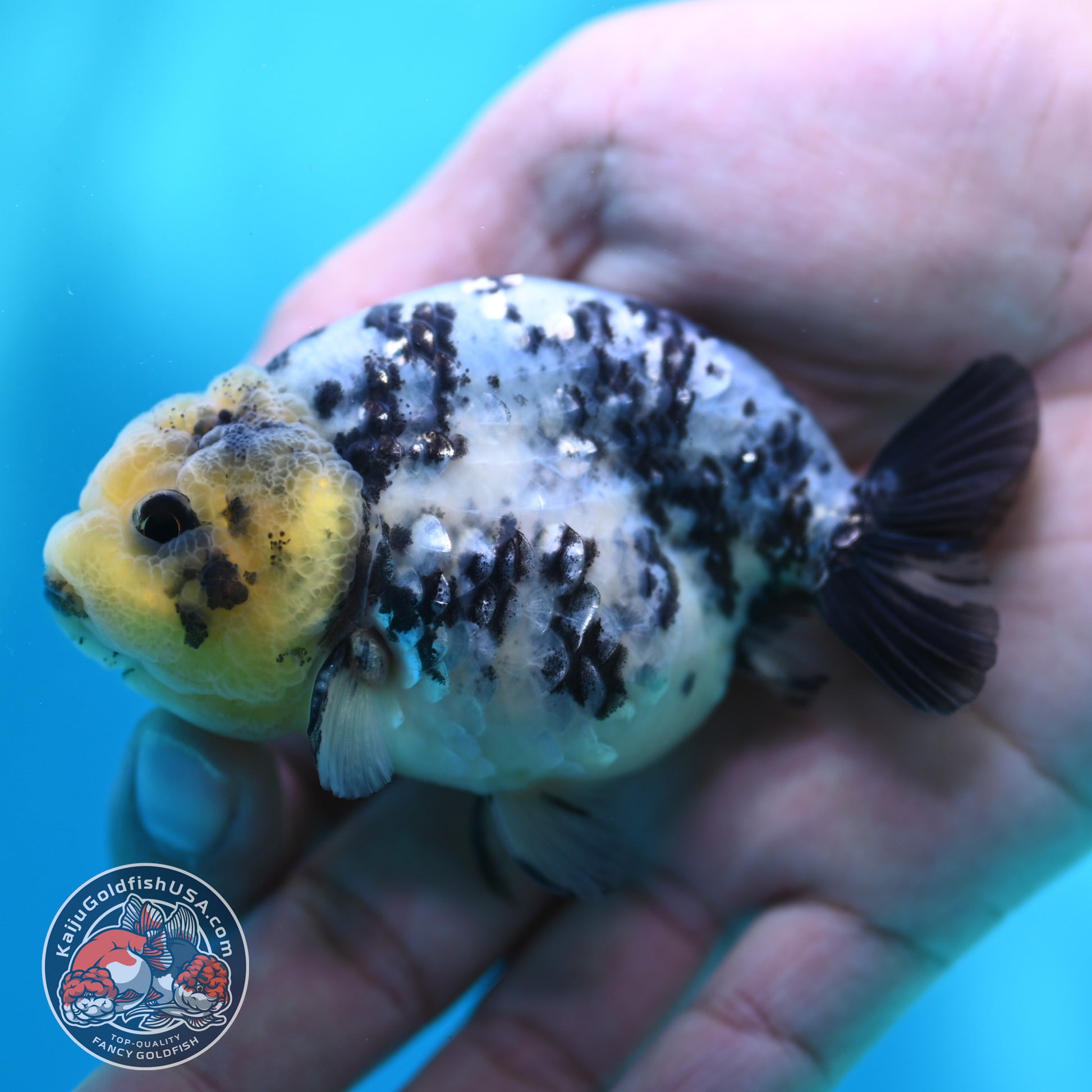 Blue Based Tiger Ranchu 3 inch Body (260508_RC04)