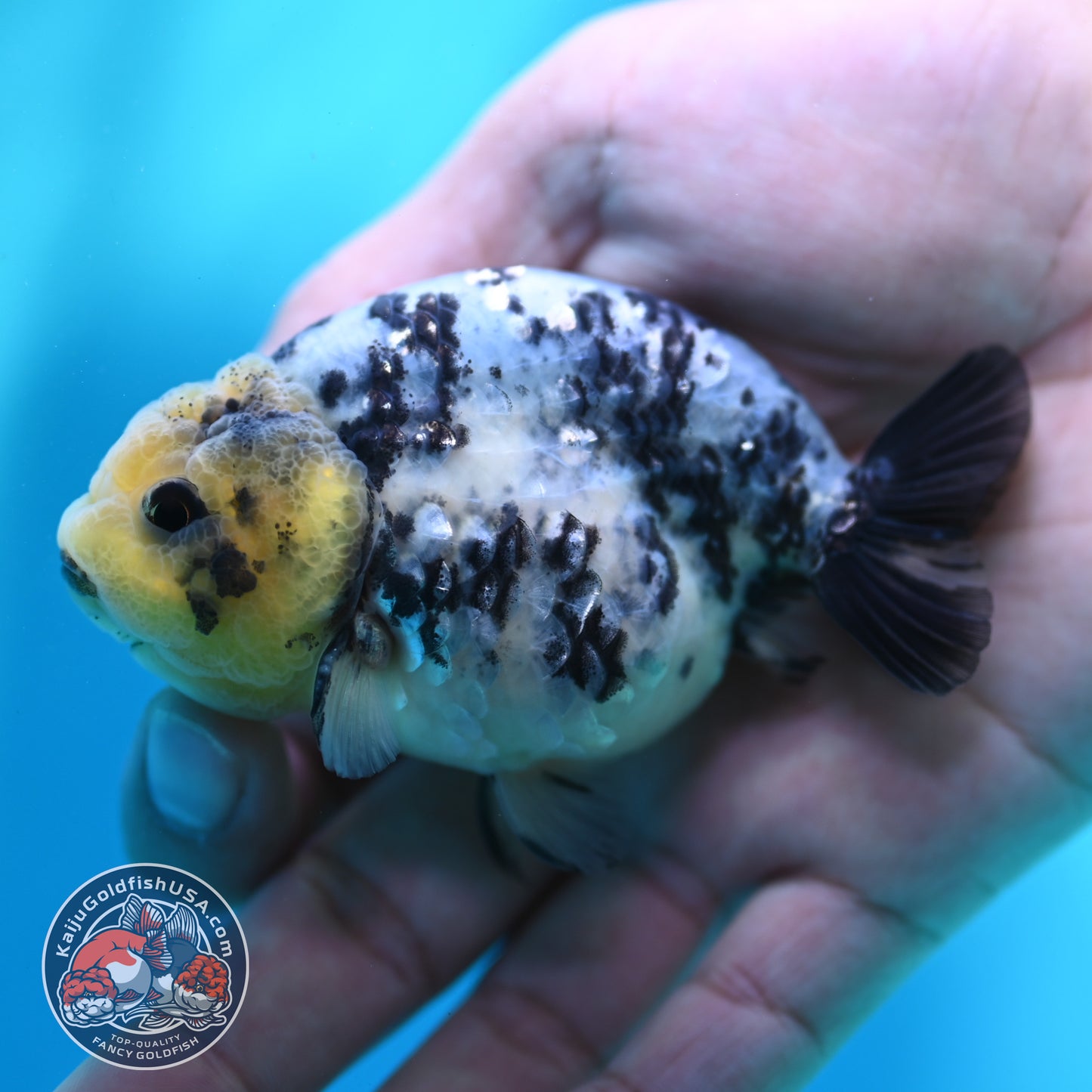 Blue Based Tiger Ranchu 3 inch Body (260508_RC04)
