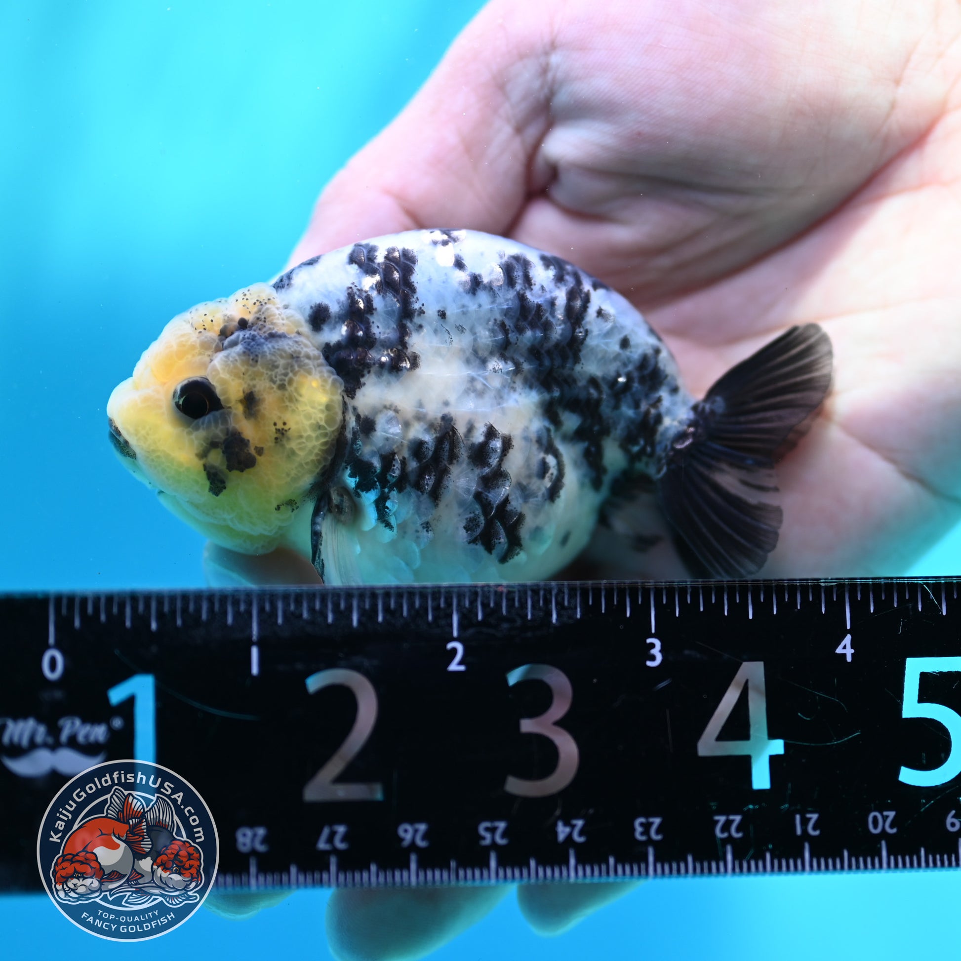 Blue Based Tiger Ranchu 3 inch Body (260508_RC04)