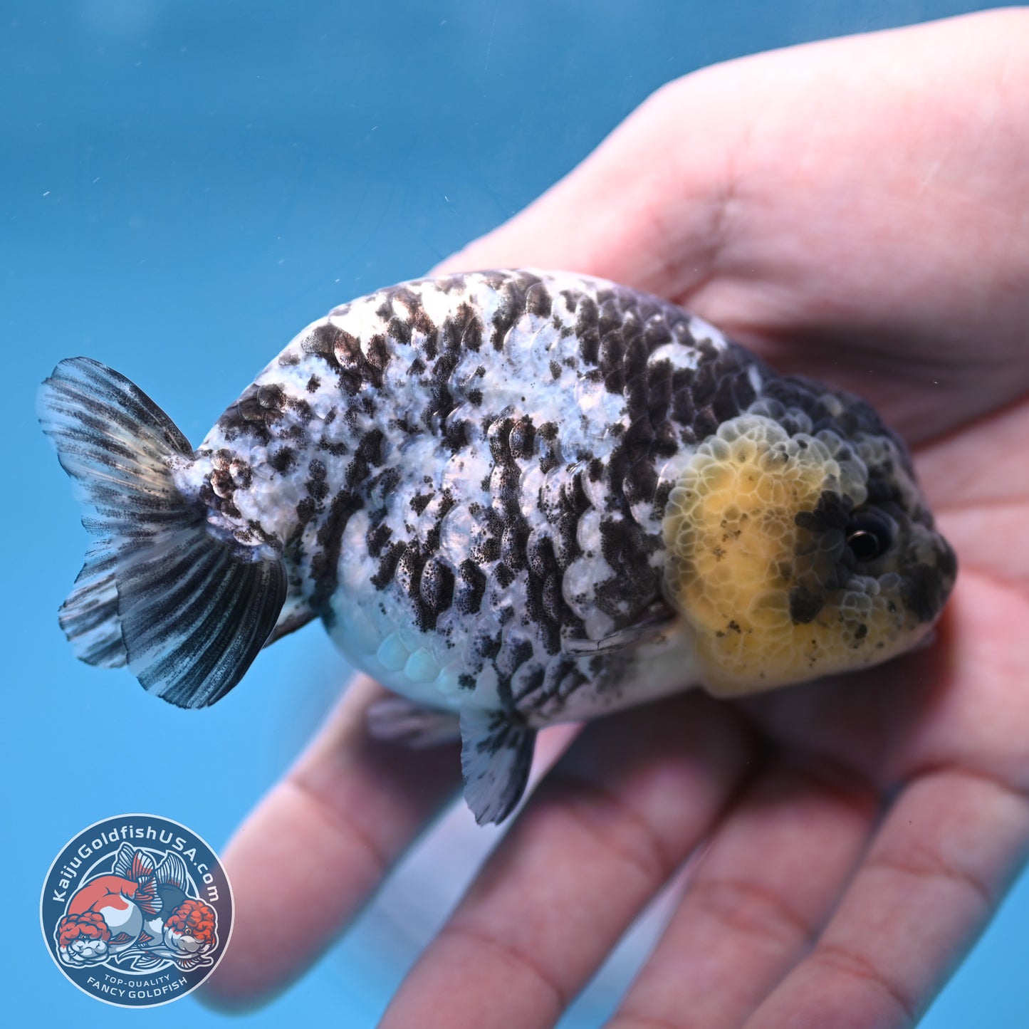Blue Based White Tiger Ranchu 3.5 inch Body (260213_RC05)