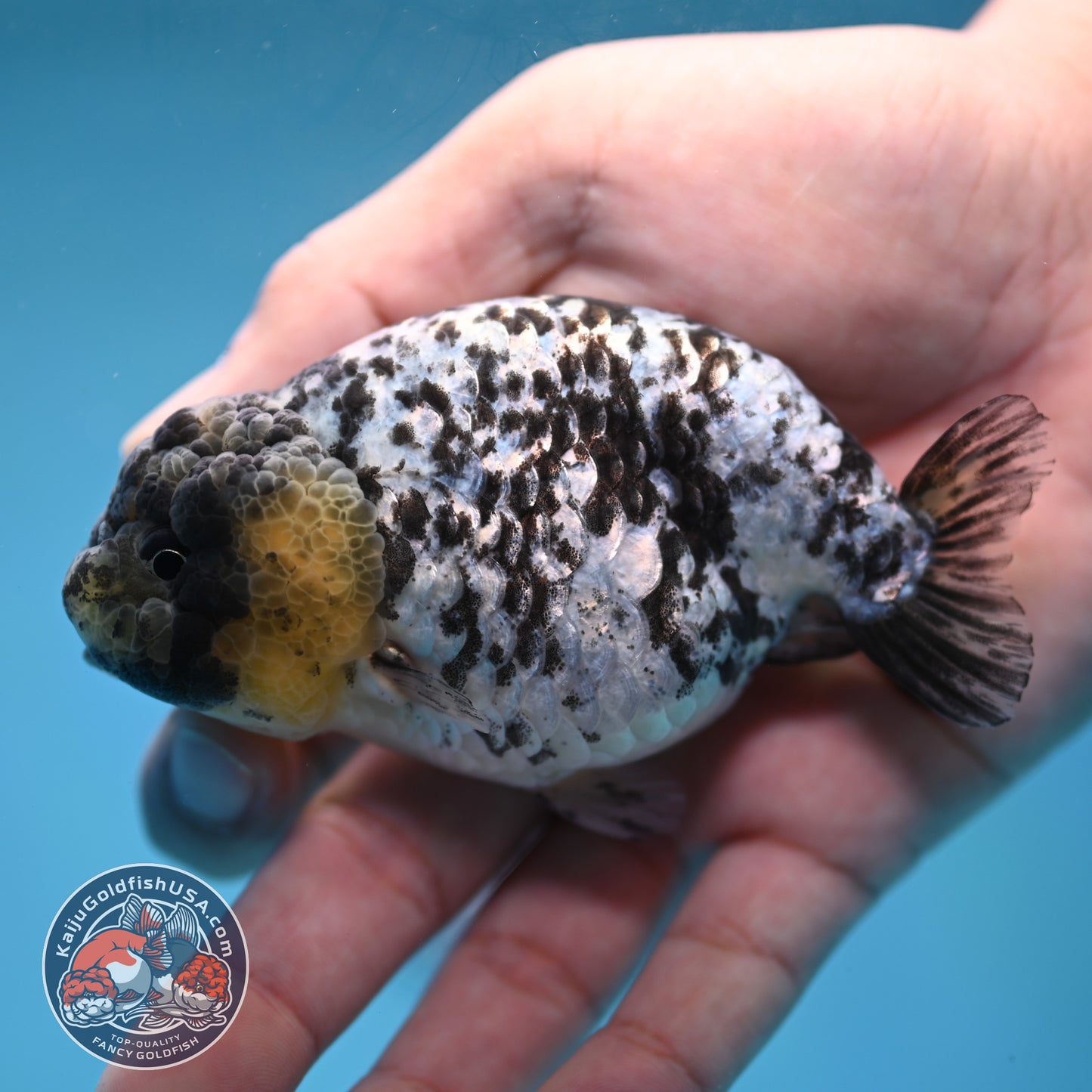 Blue Based White Tiger Ranchu 3.5 inch Body (260213_RC05)