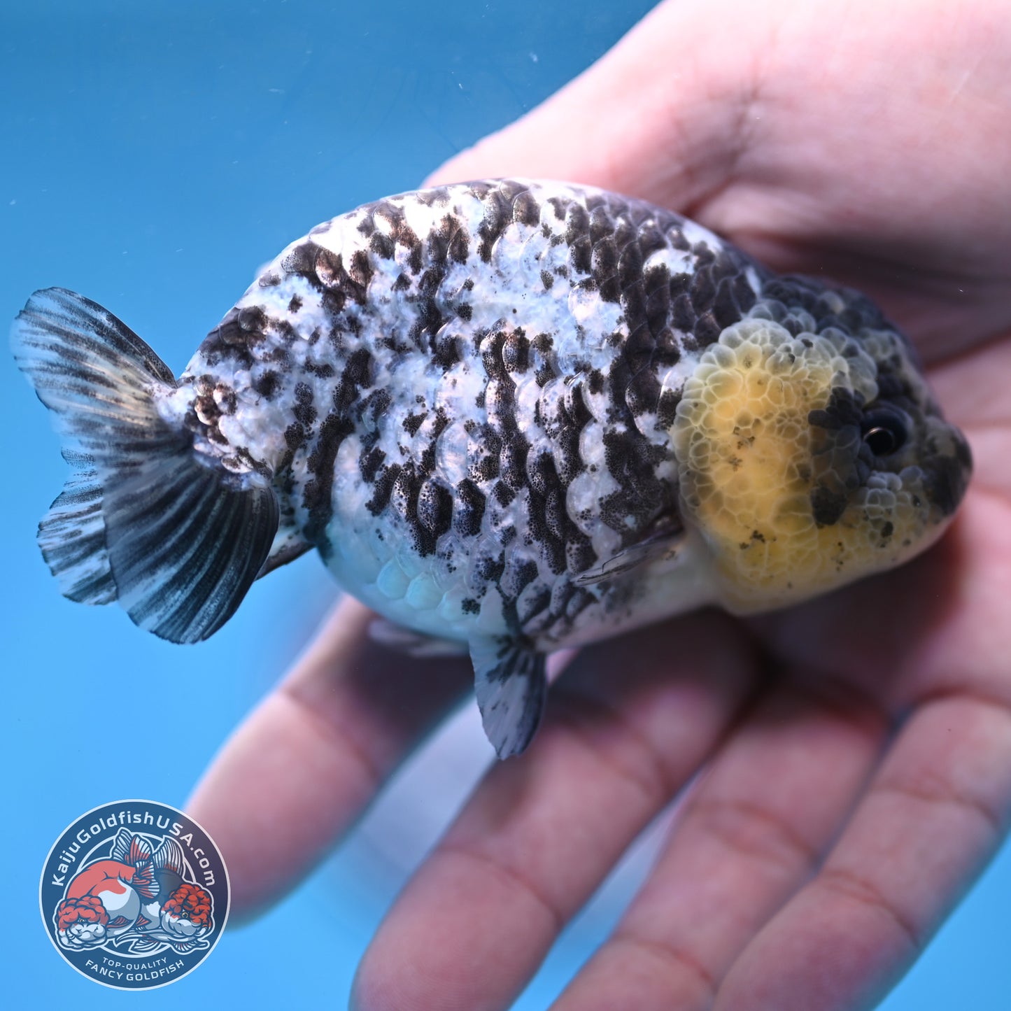 Blue Based White Tiger Ranchu 3.5 inch Body (260213_RC05)