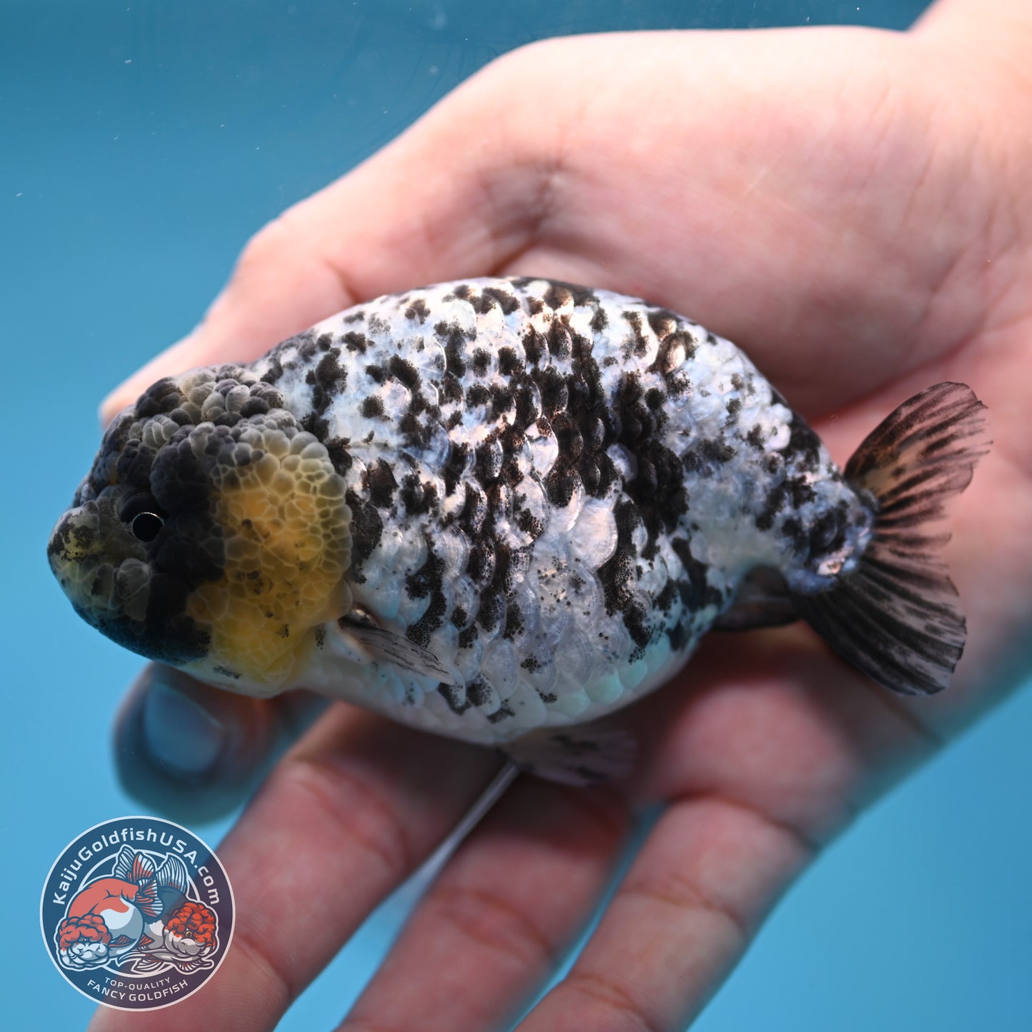 Blue Based White Tiger Ranchu 3.5 inch Body (260213_RC05)
