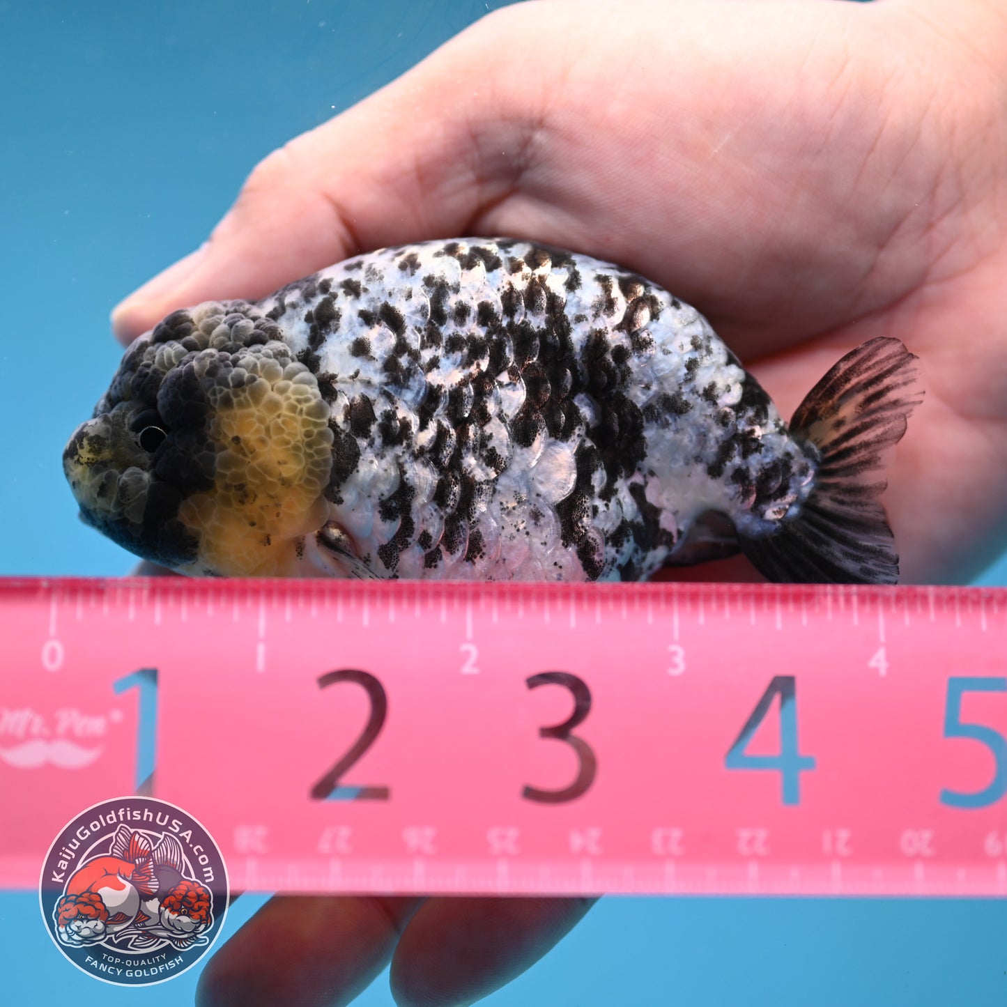 Blue Based White Tiger Ranchu 3.5 inch Body (260213_RC05)