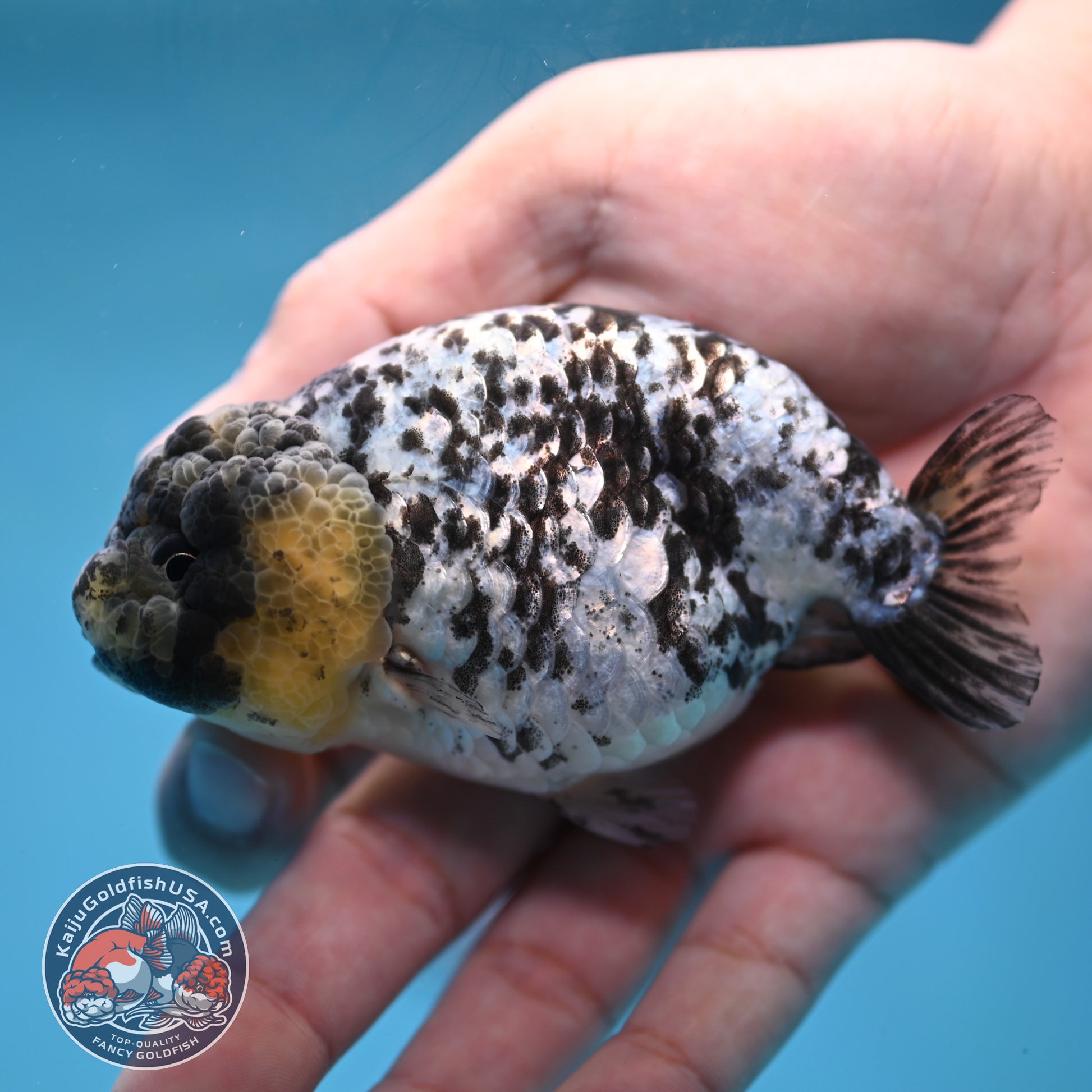 Blue Based White Tiger Ranchu 3.5 inch Body (260213_RC05)