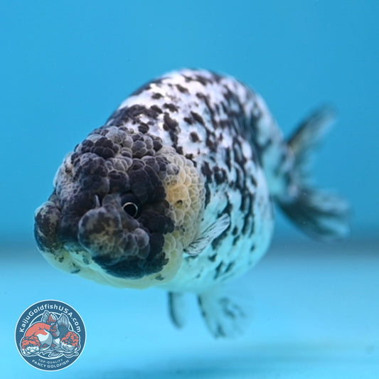 Blue Based White Tiger Ranchu 3.5 inch Body (260213_RC05)