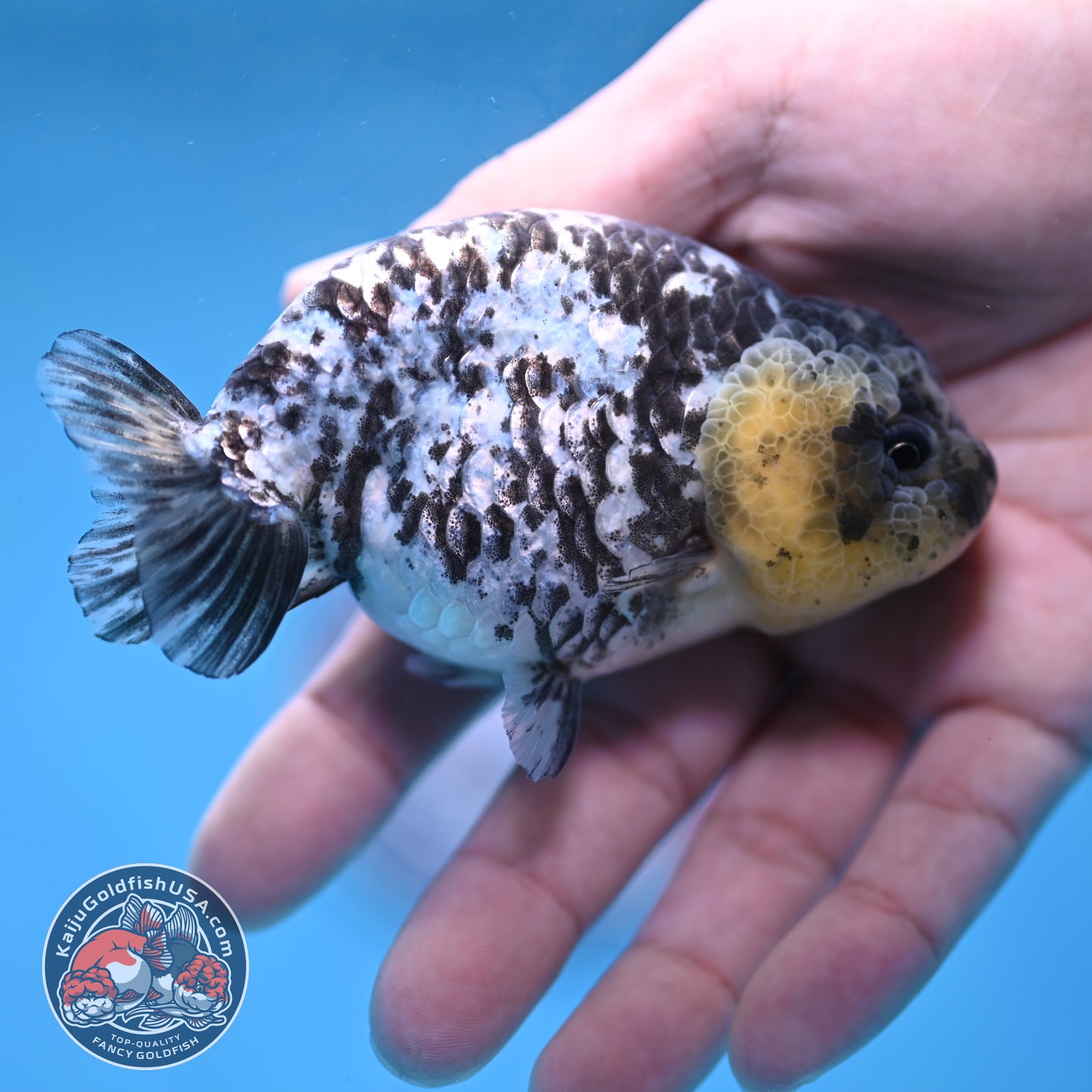 Blue Based White Tiger Ranchu 3.5 inch Body (260213_RC05)