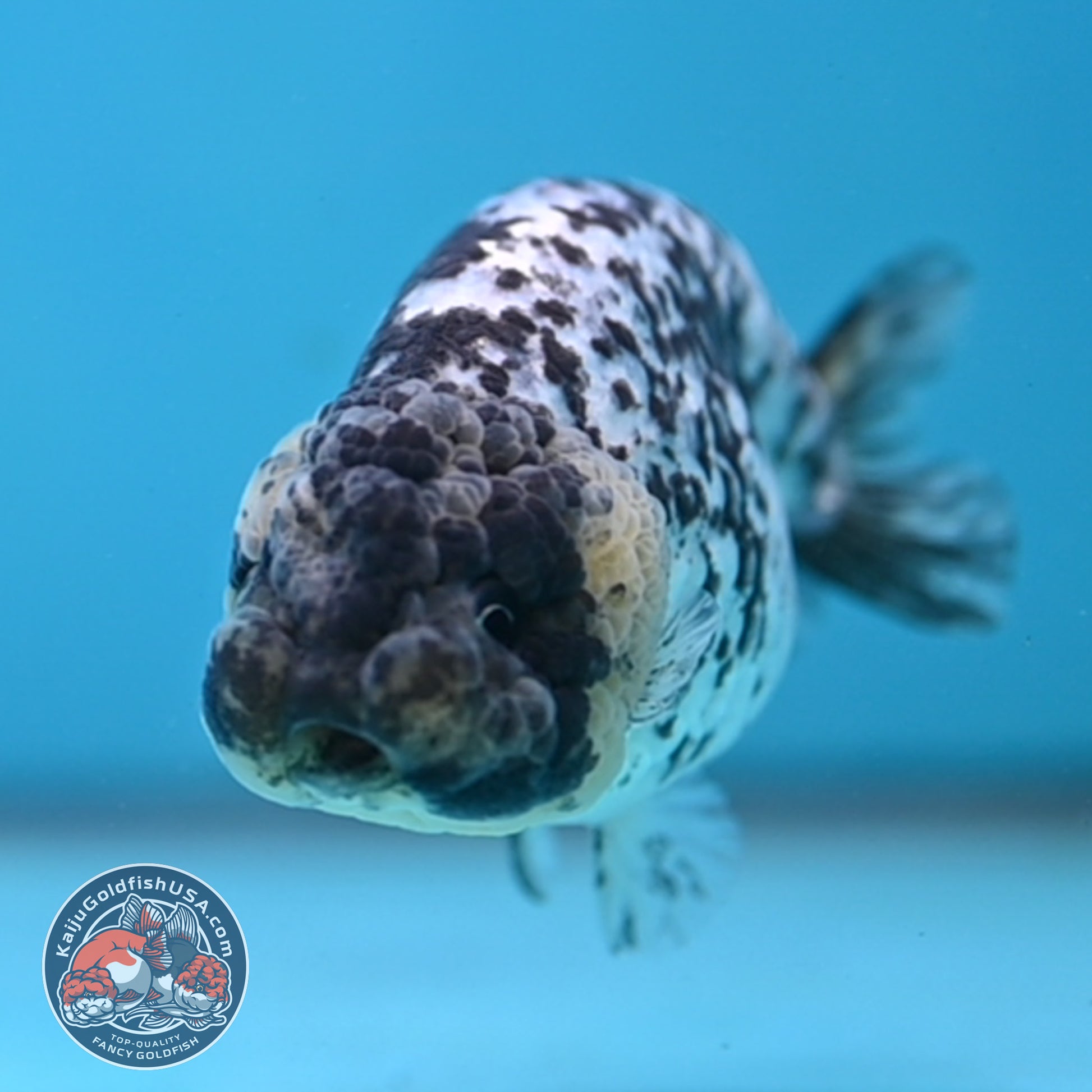 Blue Based White Tiger Ranchu 3.5 inch Body (260213_RC05)