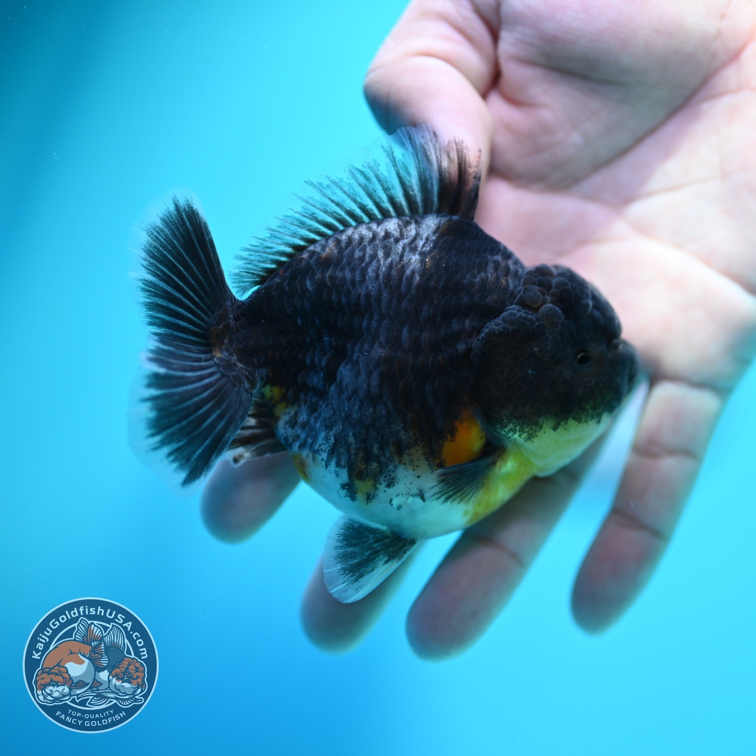 Blue Kirin Oranda 3.5 inch Body (260612_OR13)
