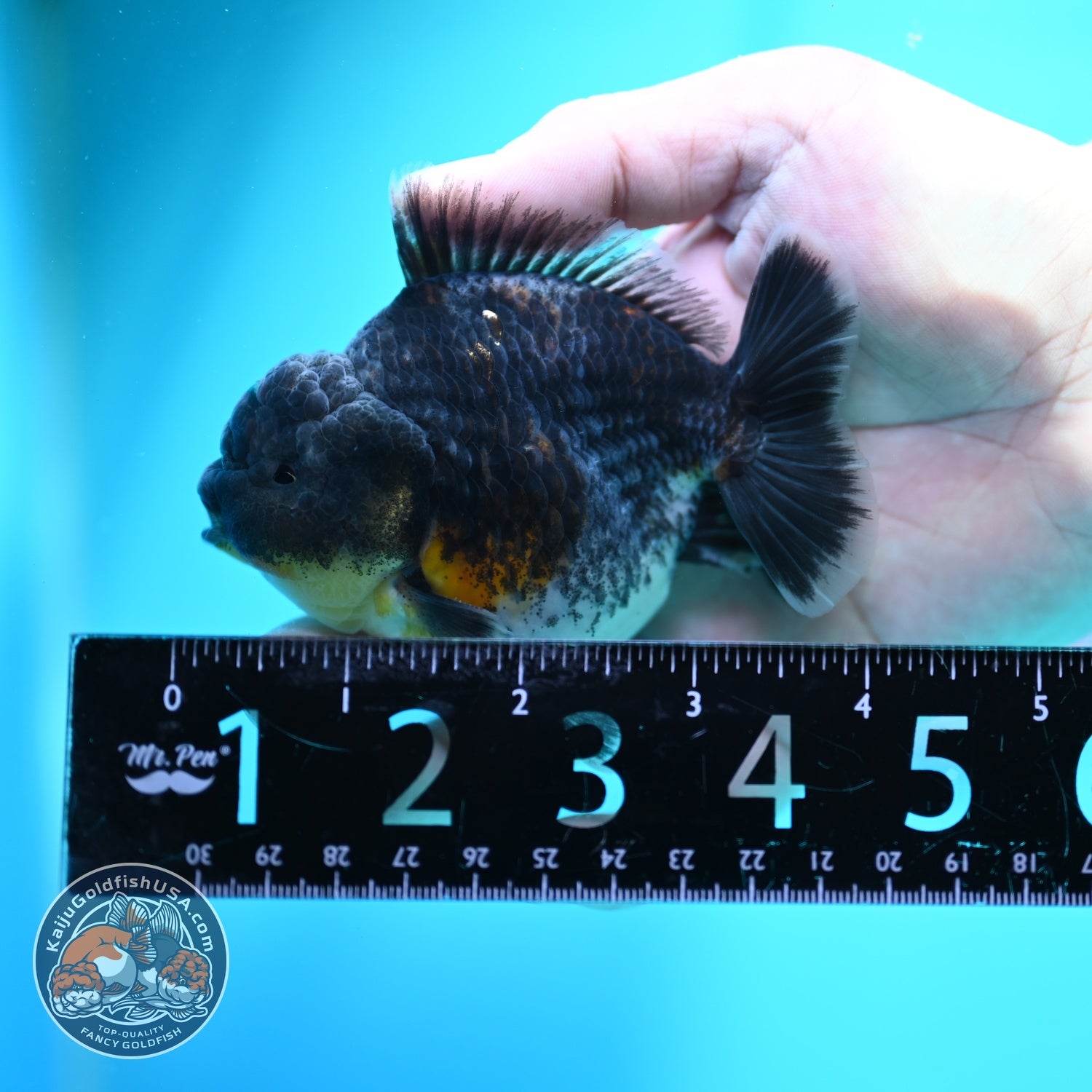 Blue Kirin Oranda 3.5 inch Body (260612_OR13)