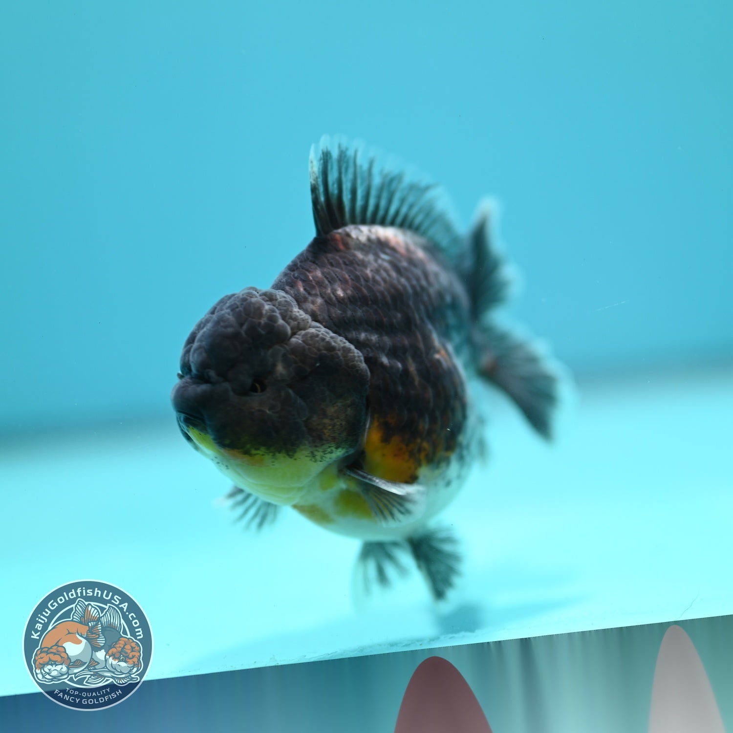Blue Kirin Oranda 3.5 inch Body (260612_OR13)